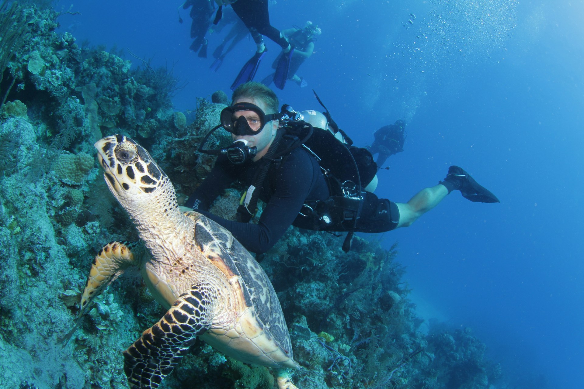 A scuba diver and a turtle on a coral reef