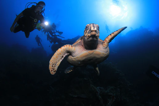 A turtle swimming in the ocean with a scuba diver in the background
