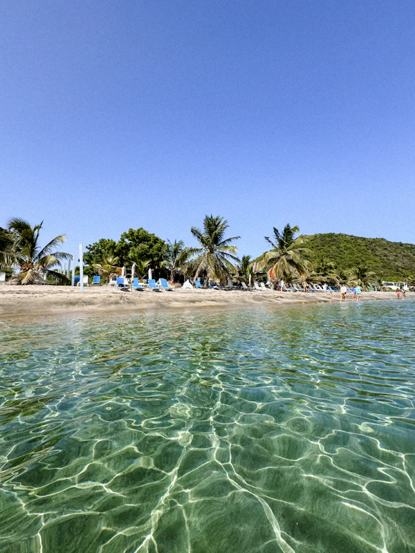 Caribbean beach with palm trees