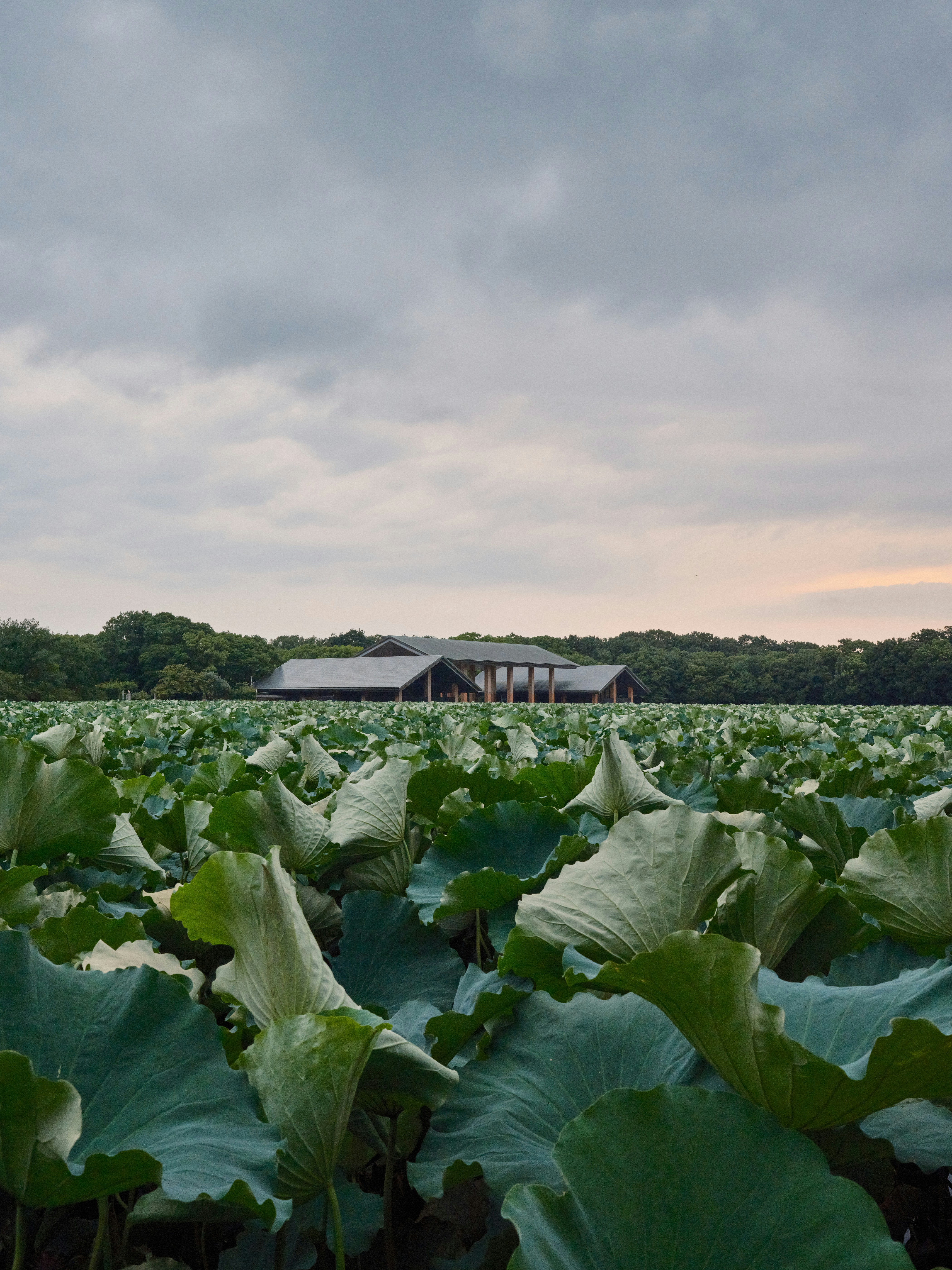 A large field of green plants with a barn in the background