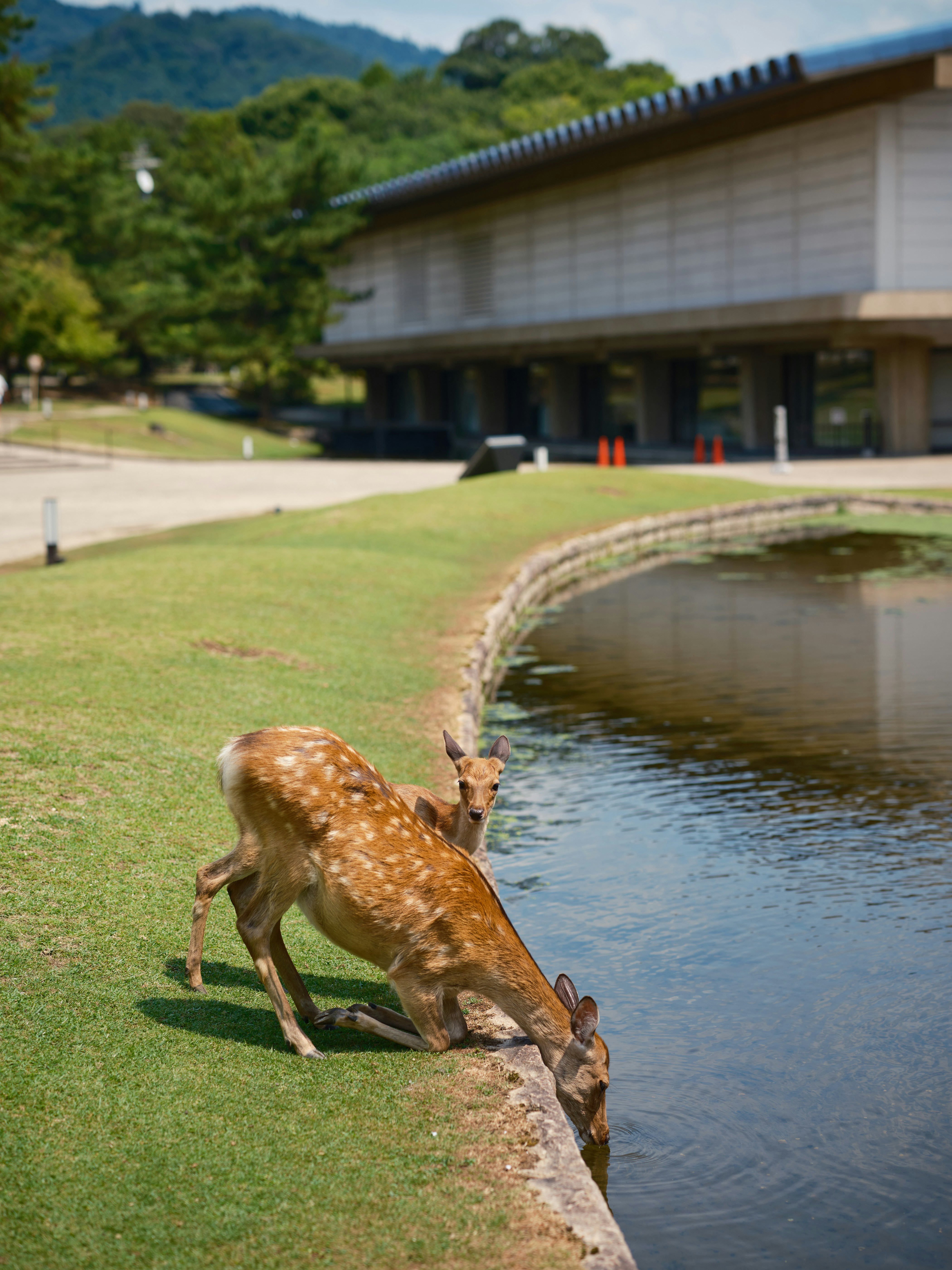 A deer drinking water from a pond in front of a building