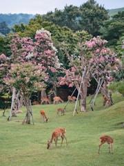 A herd of deer grazing on a lush green field