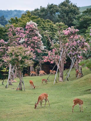 A herd of deer grazing on a lush green field