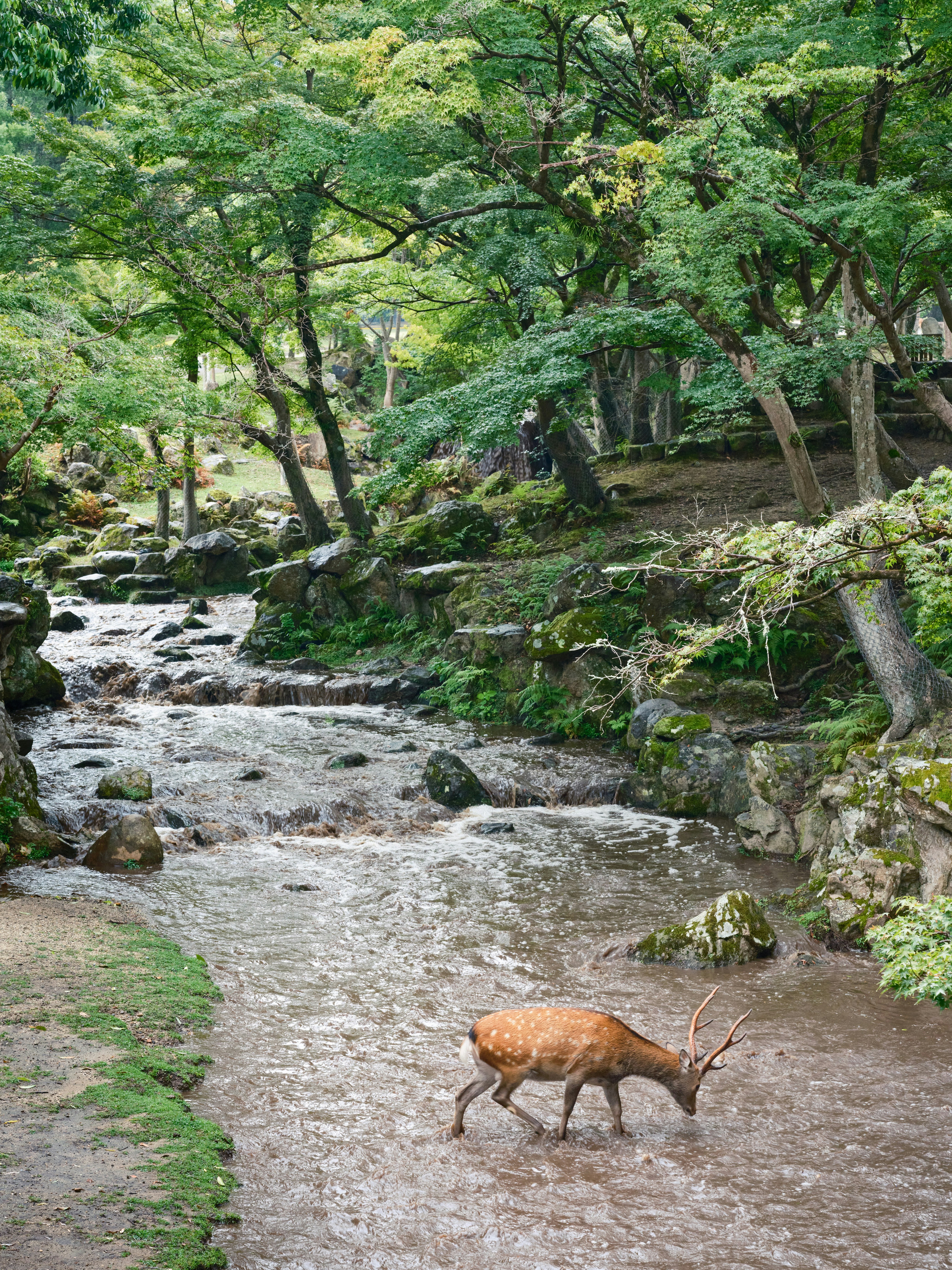 A deer walking across a river next to a forest