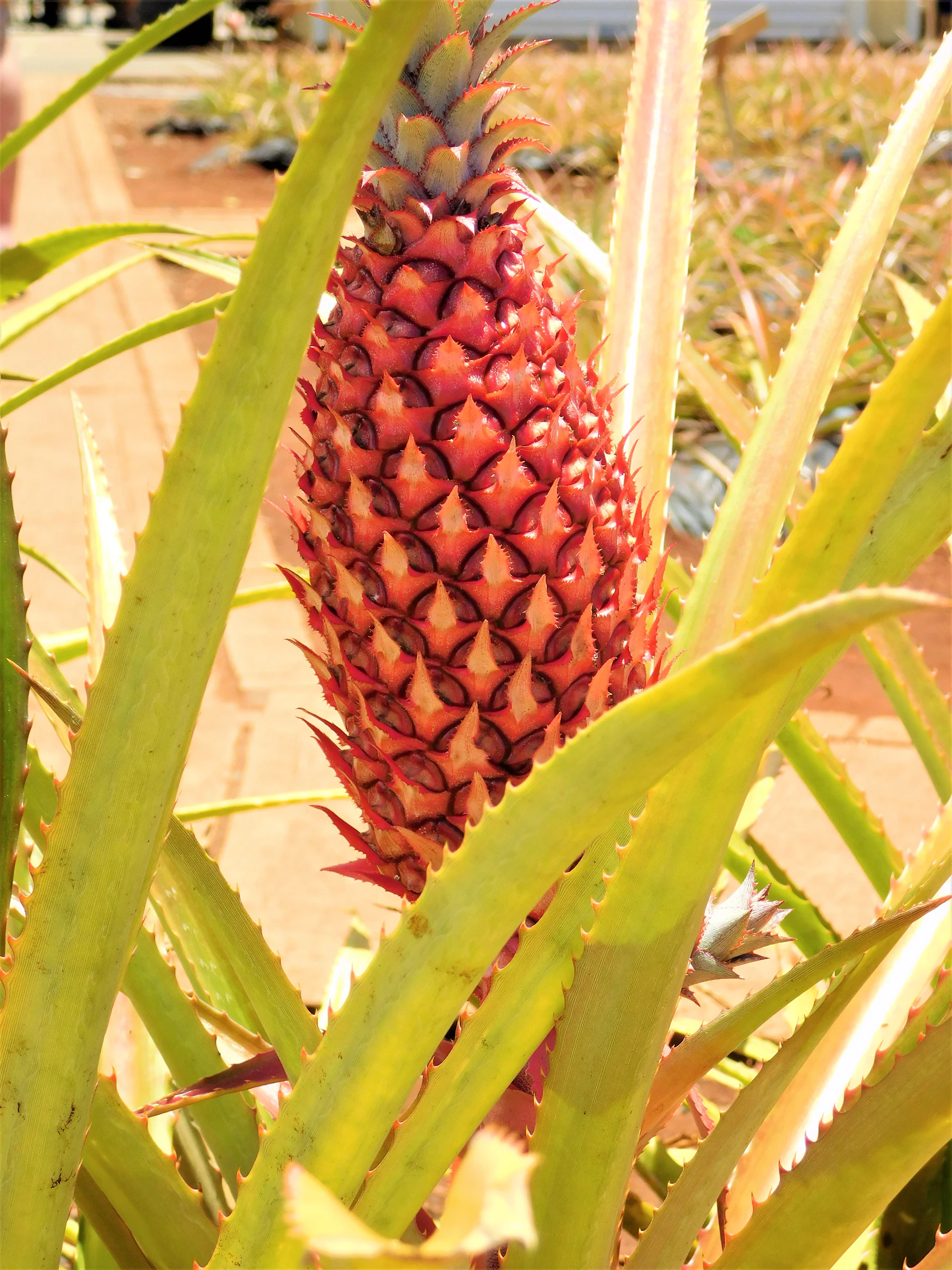 Pineapple field at Dole Plantation near Wahiawā