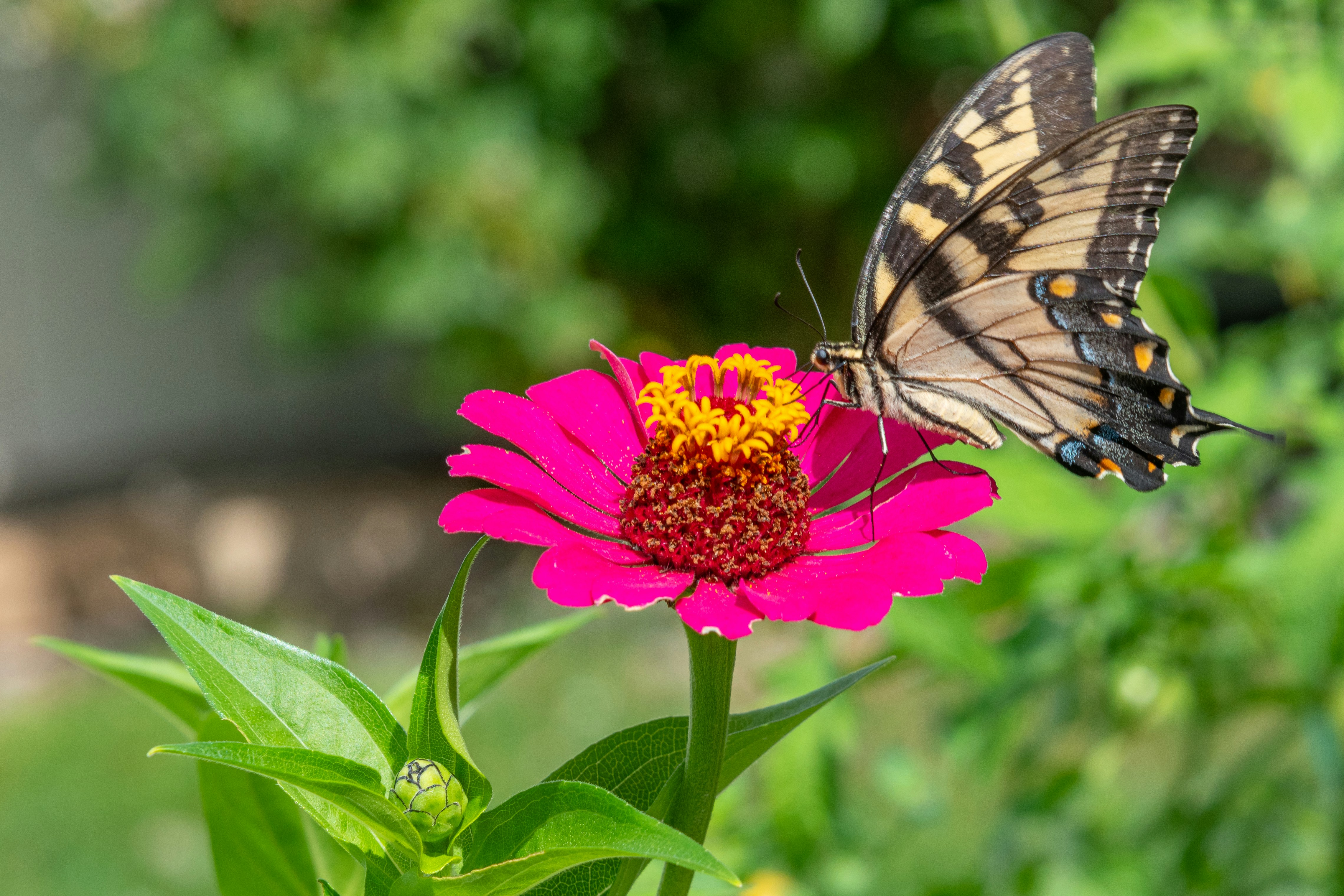 Photo by melissa_burovac