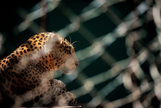 A close up of a cheetah behind a chain link fence