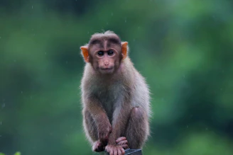 A monkey sitting on top of a tree branch