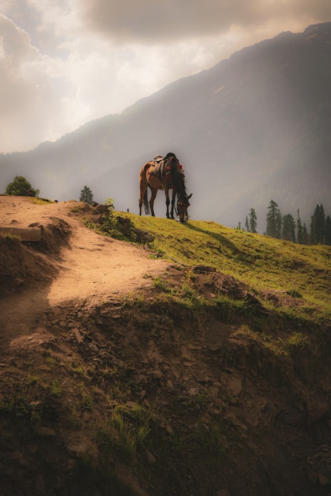 A brown horse standing on top of a lush green hillside