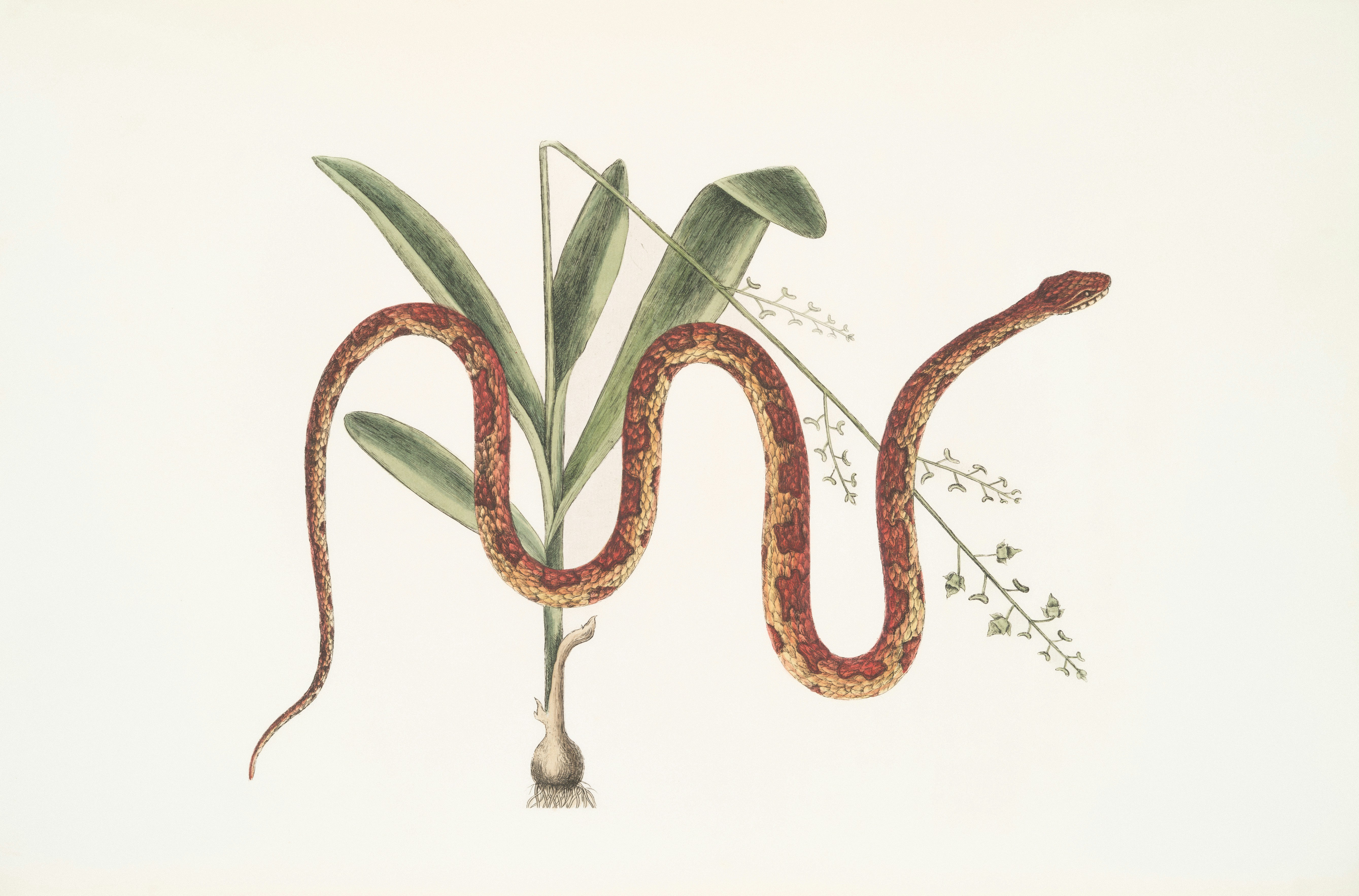 Free Animal Image on Unsplash