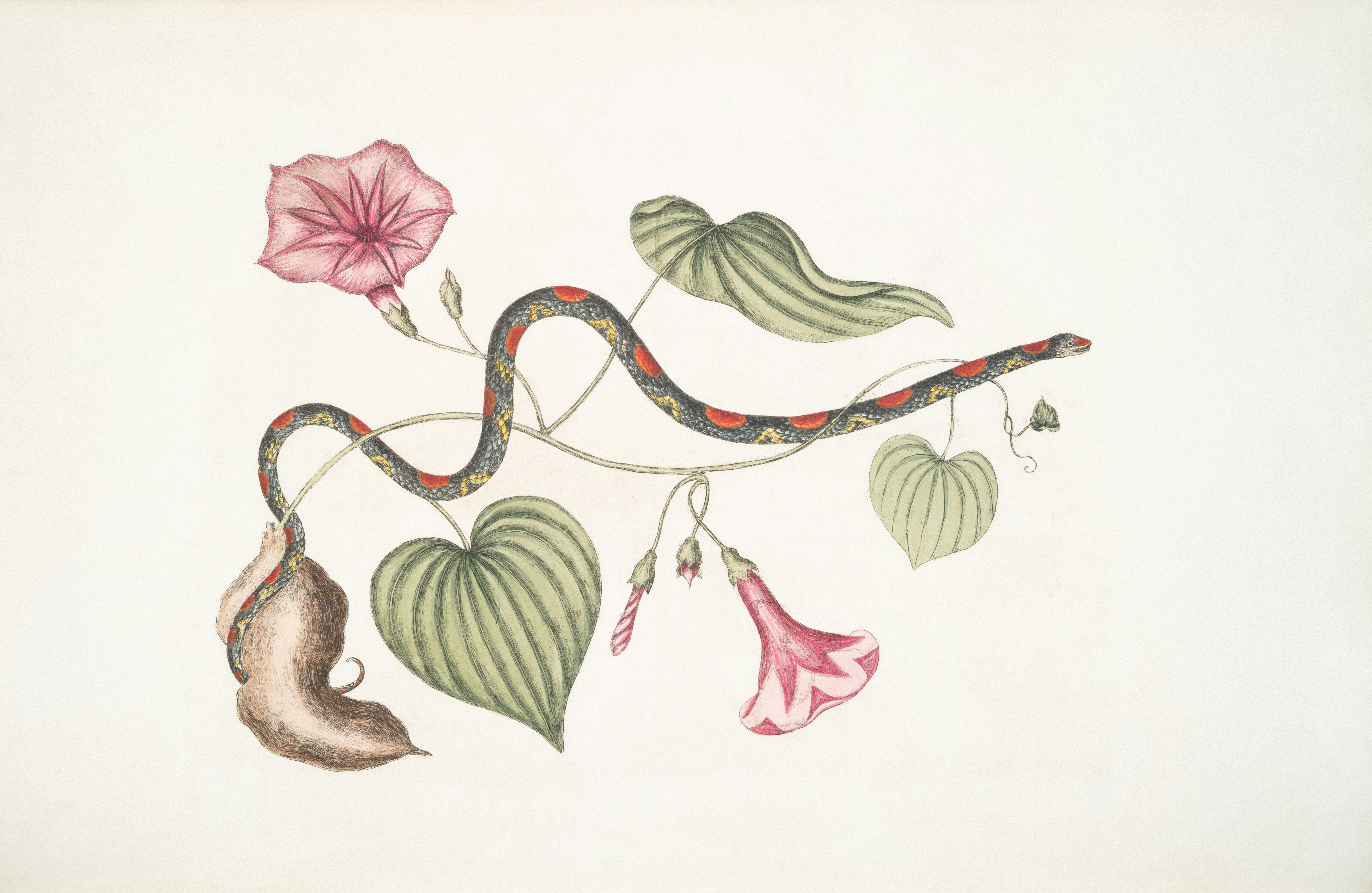 A snake entwined with flowering vines and leaves