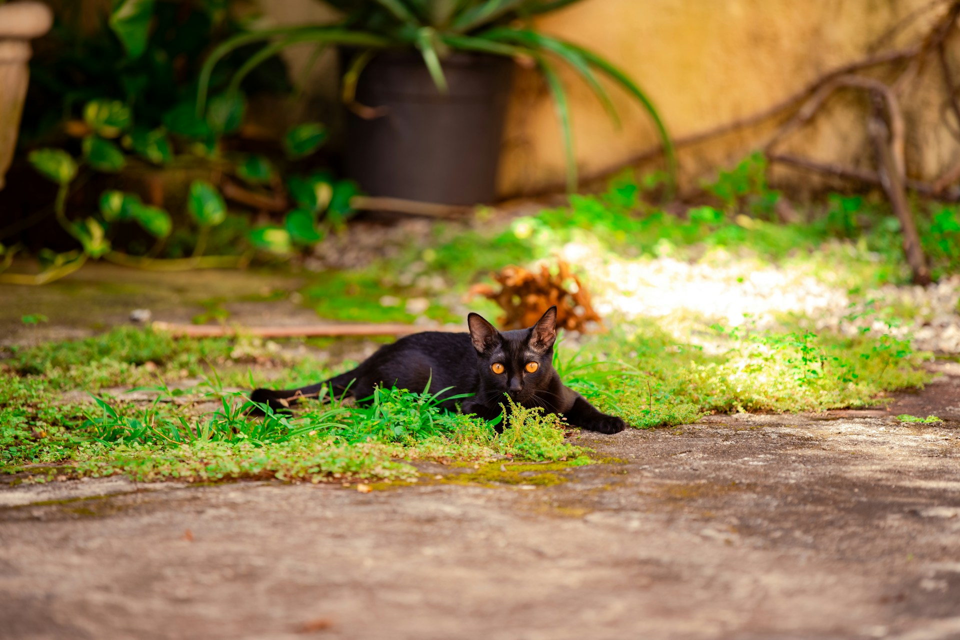 A black cat laying on the ground in the grass