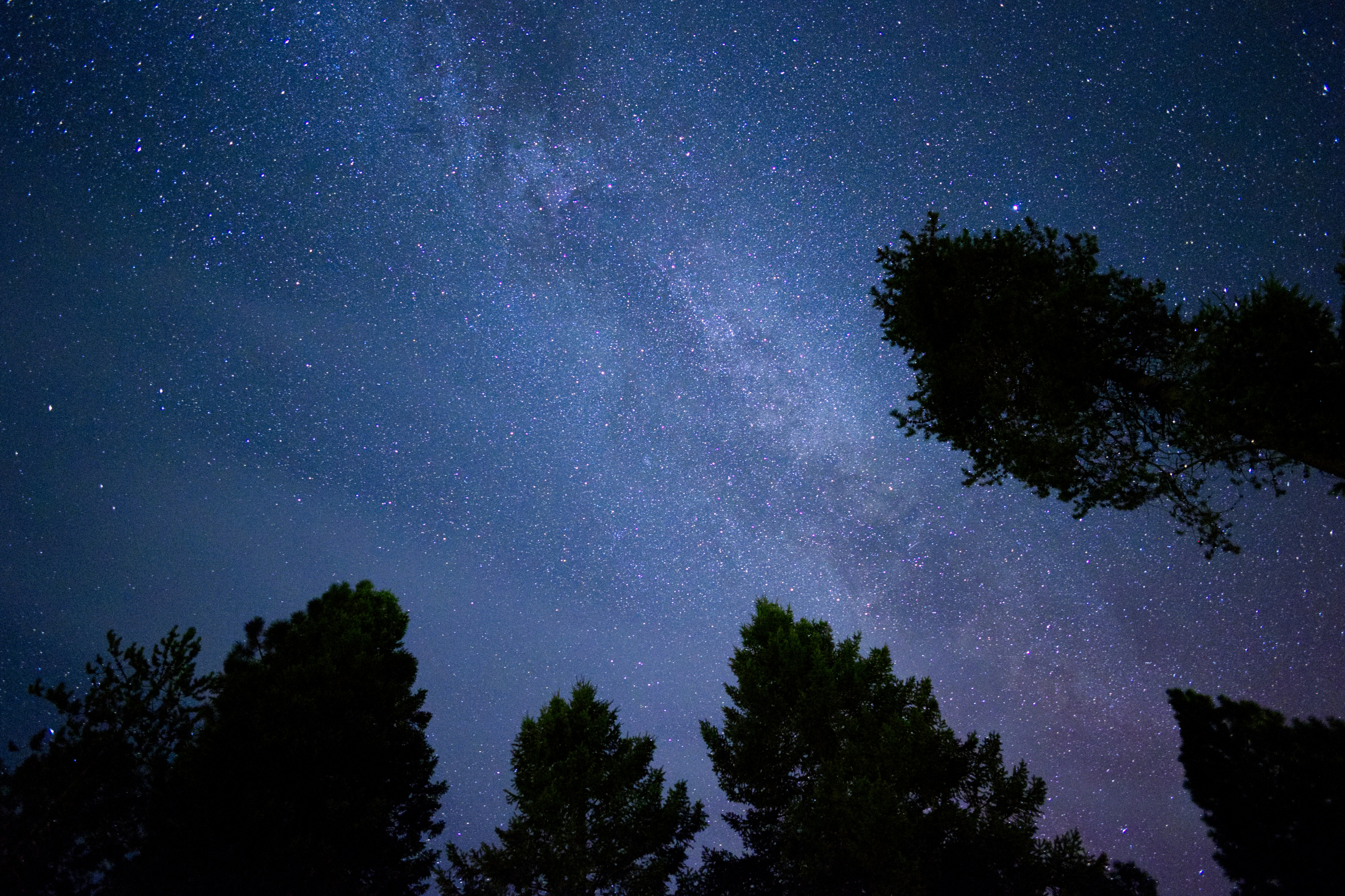 The night sky is filled with stars and trees
