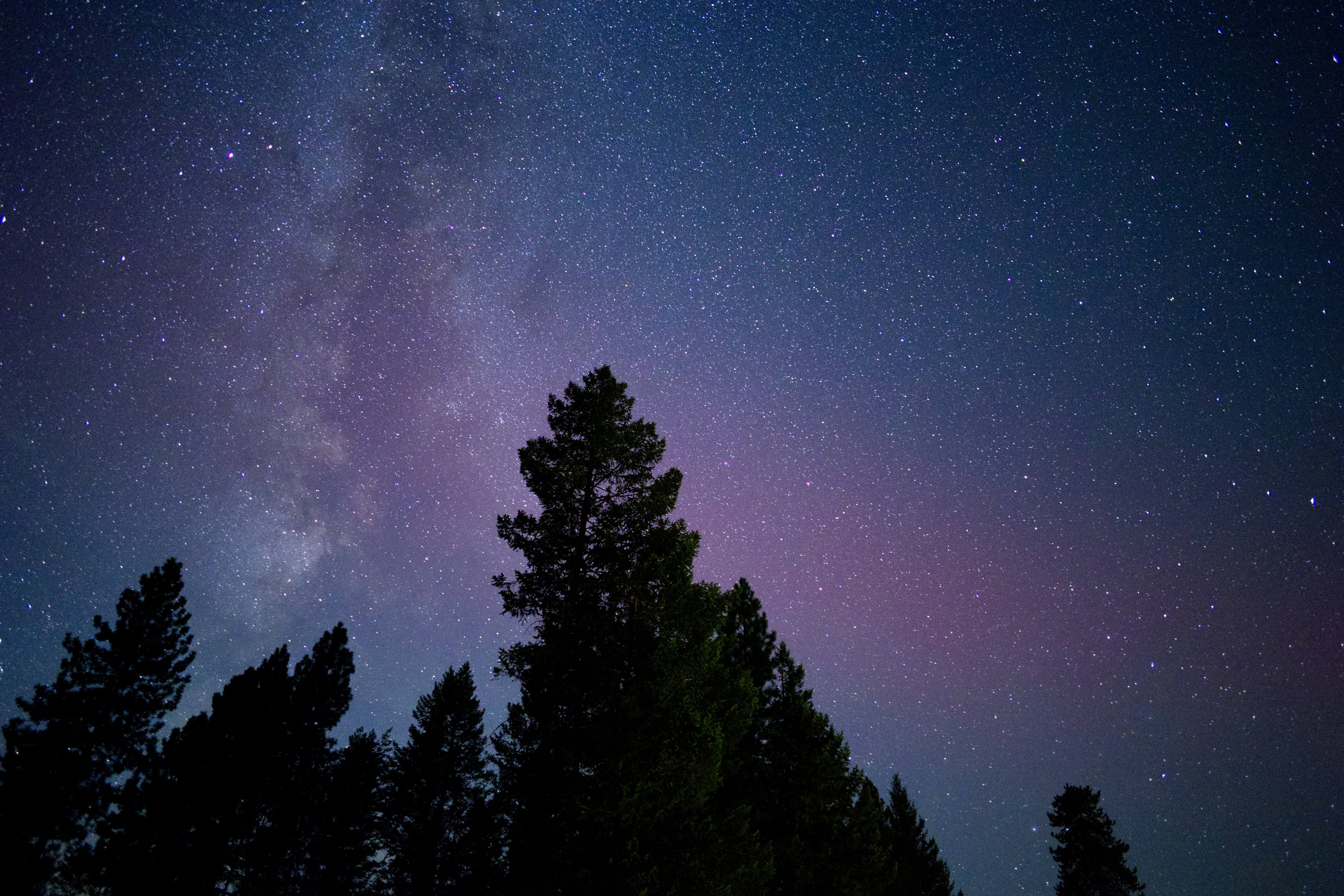 The night sky is filled with stars and trees