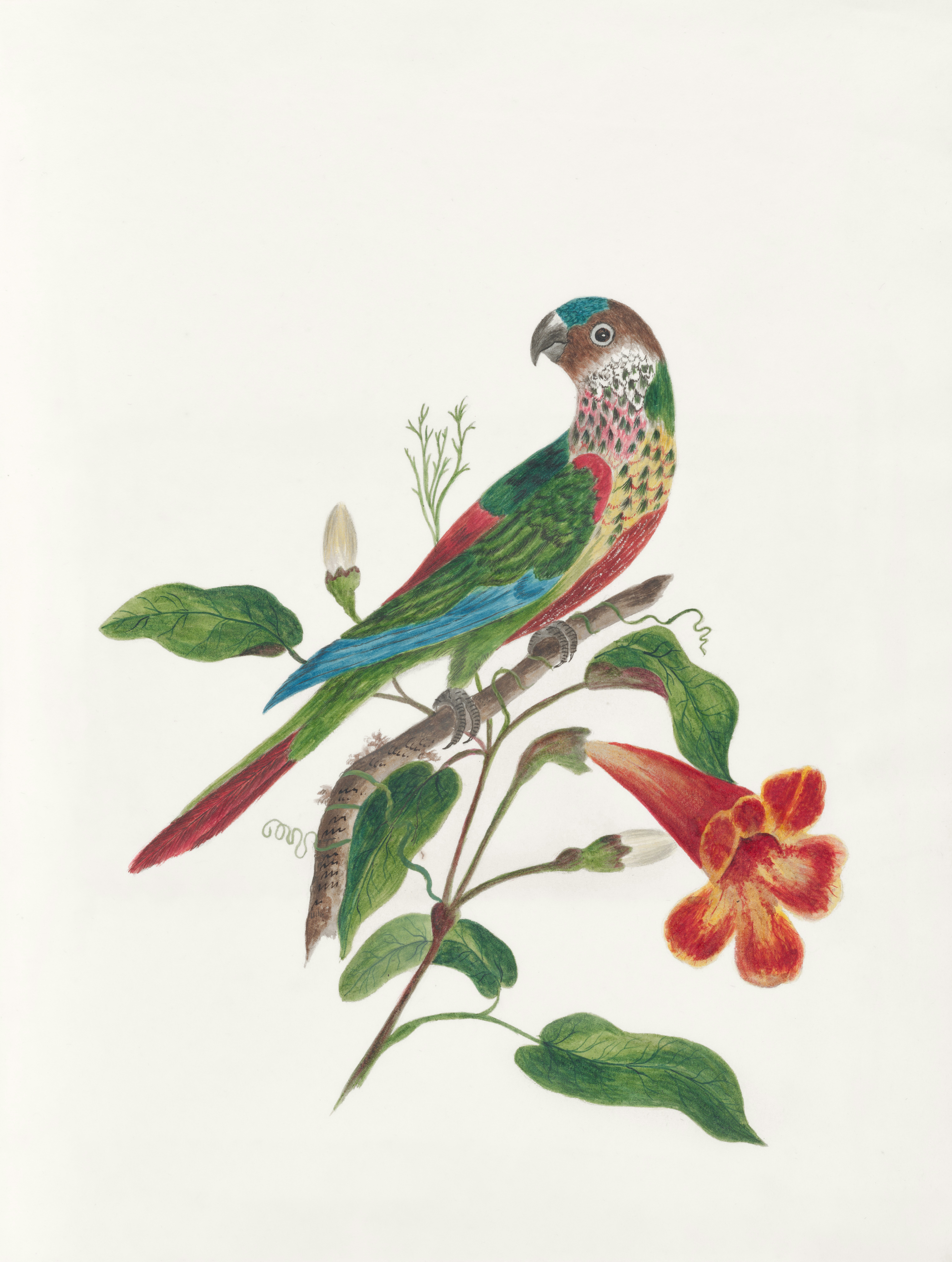 Unique colorful parrot perched on a branch representing creative pet names