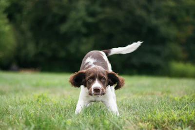 A brown and white dog standing on top of a lush green field