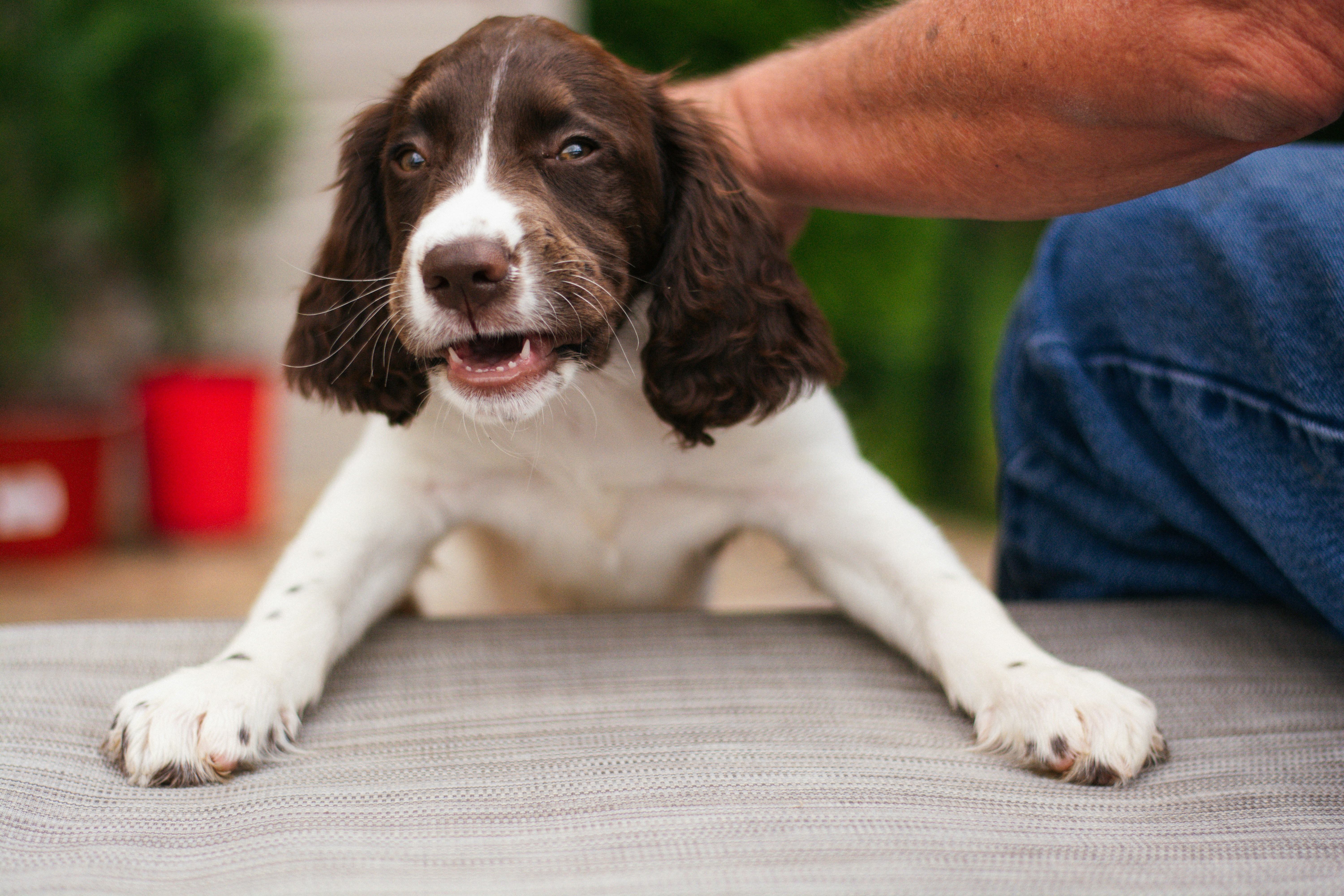 9 Simple Training Methods to Stop Dog Barking at Home