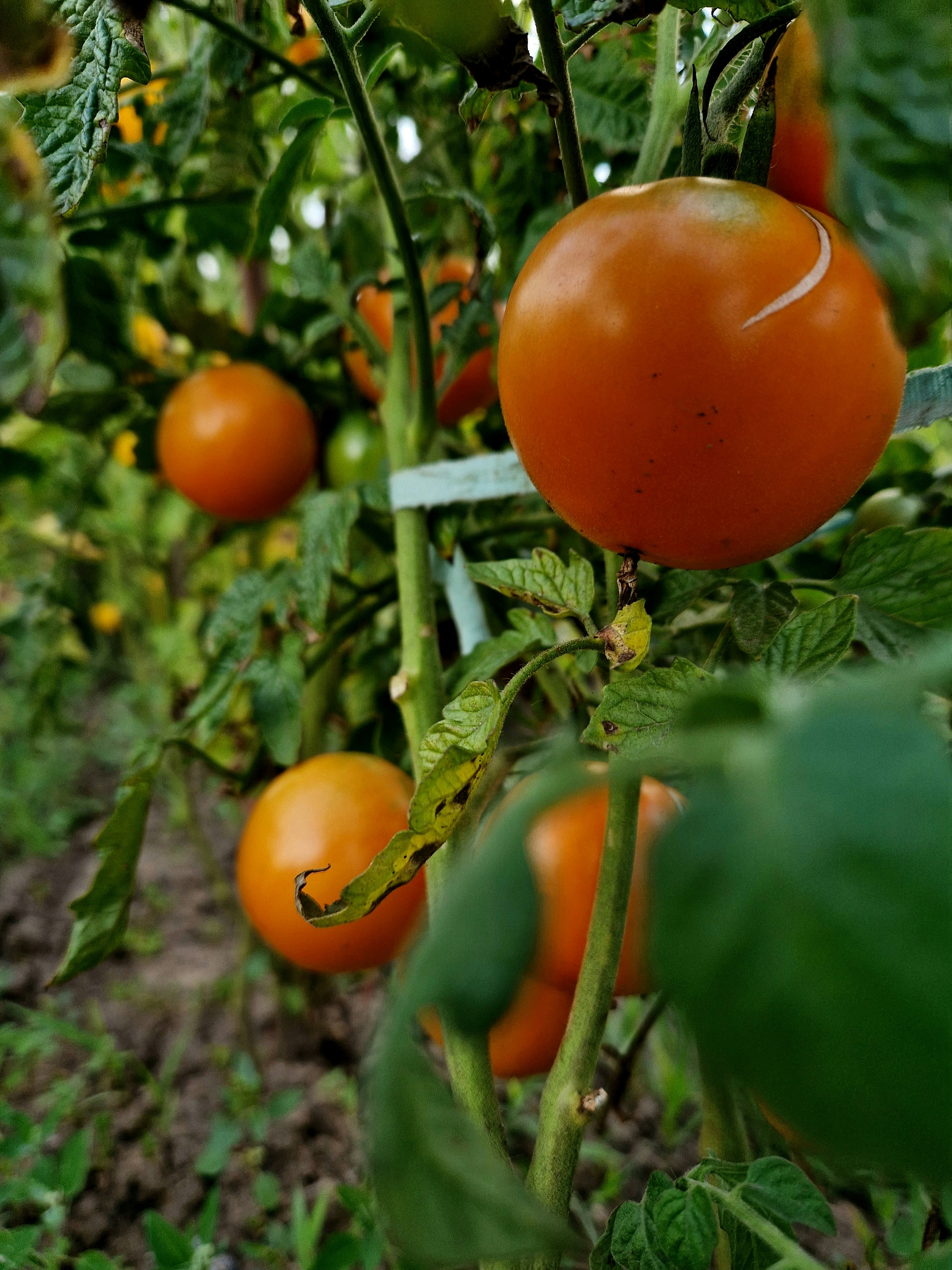 Photo by dmushtaieva