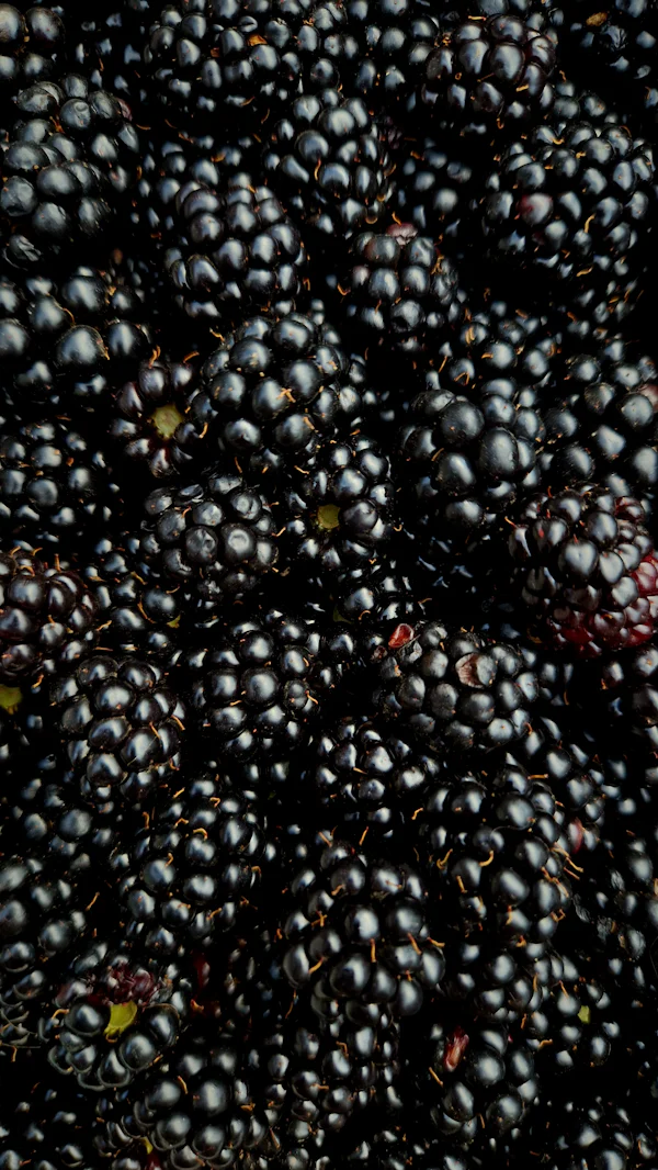 Baies noires brillantes en gros plan — l'accord sirop de cassis en tête de Prada Paradoxe Sweet Chemistry