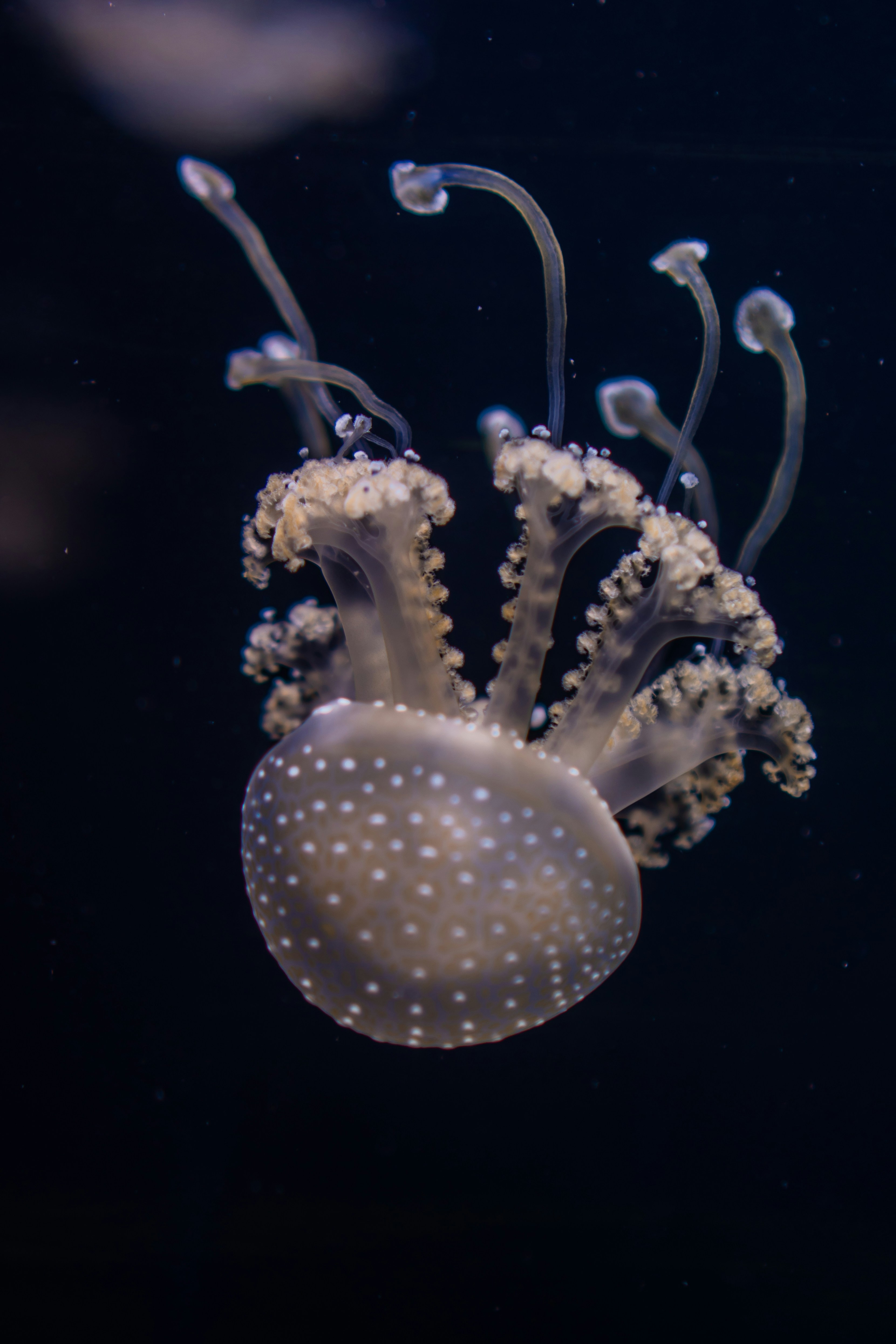 Photo by zhenyao_photo