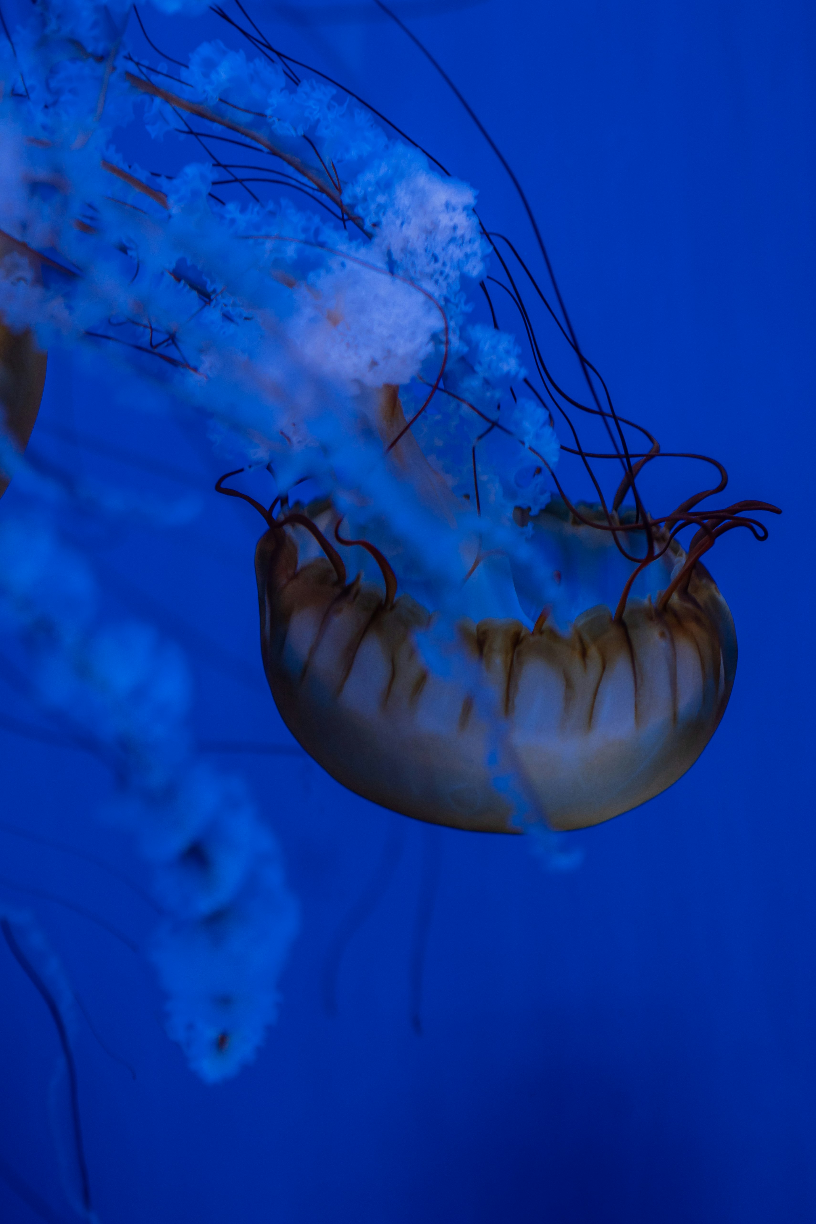 Photo by zhenyao_photo