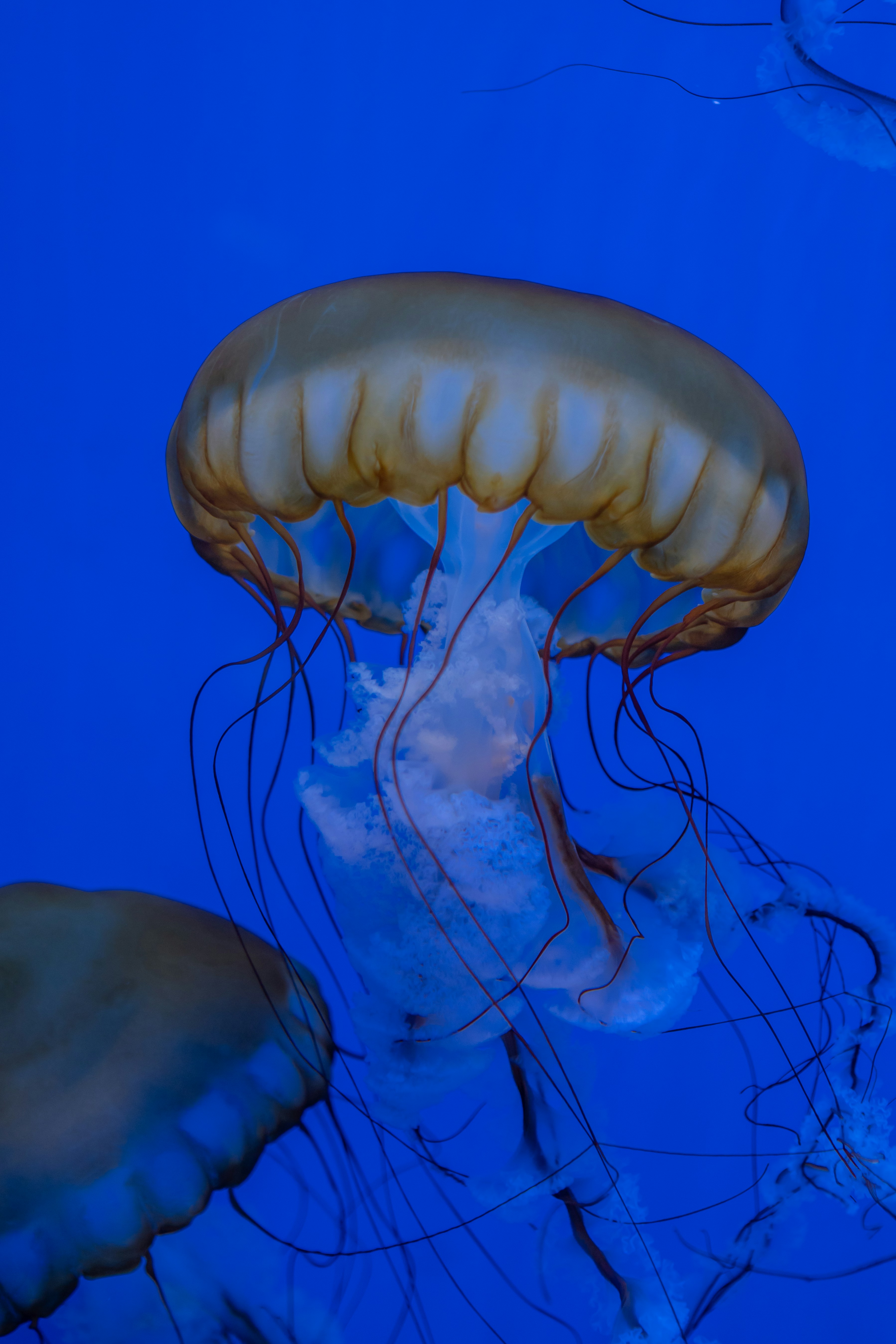 Photo by zhenyao_photo