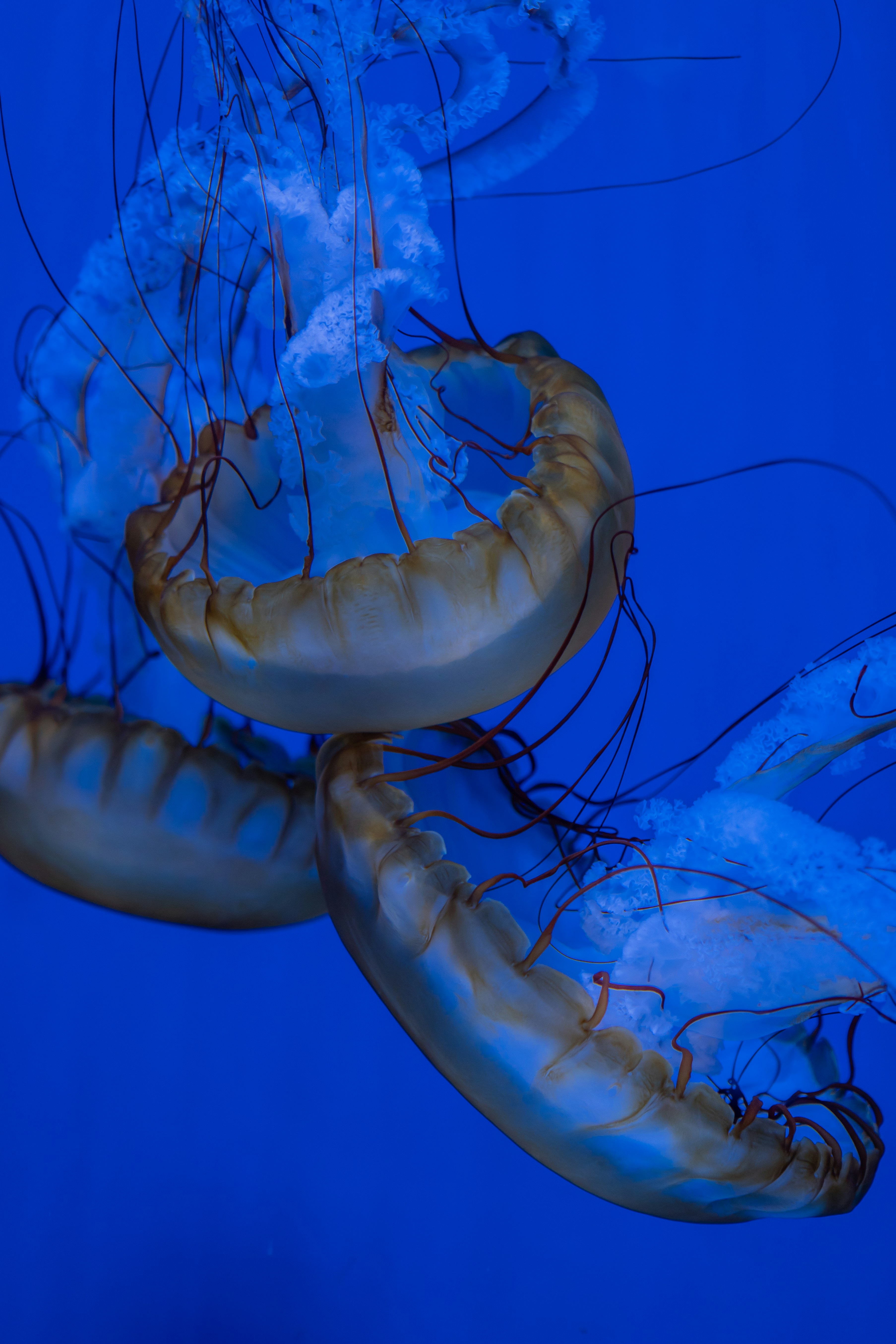 Photo by zhenyao_photo