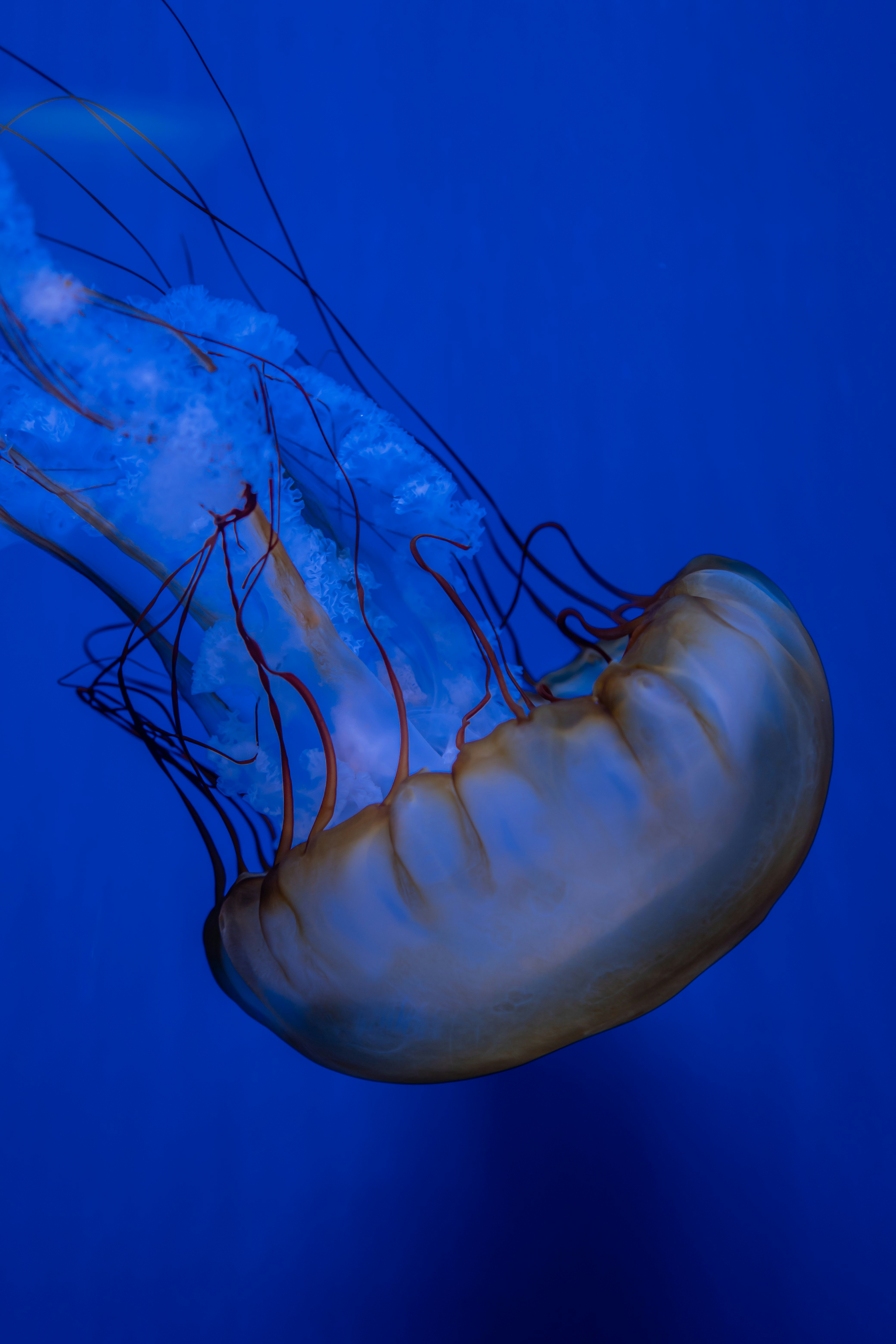 Photo by zhenyao_photo