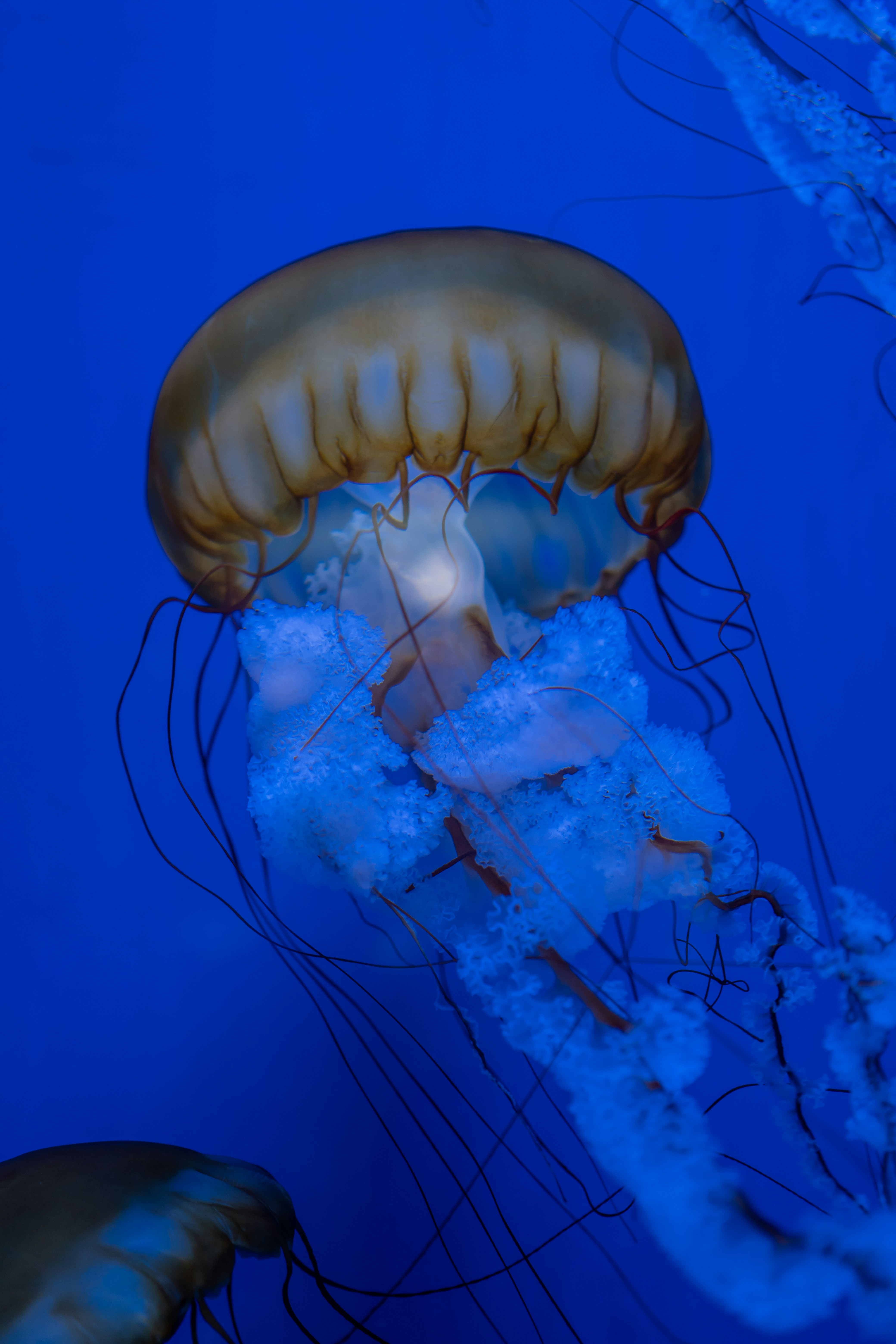 Photo by zhenyao_photo