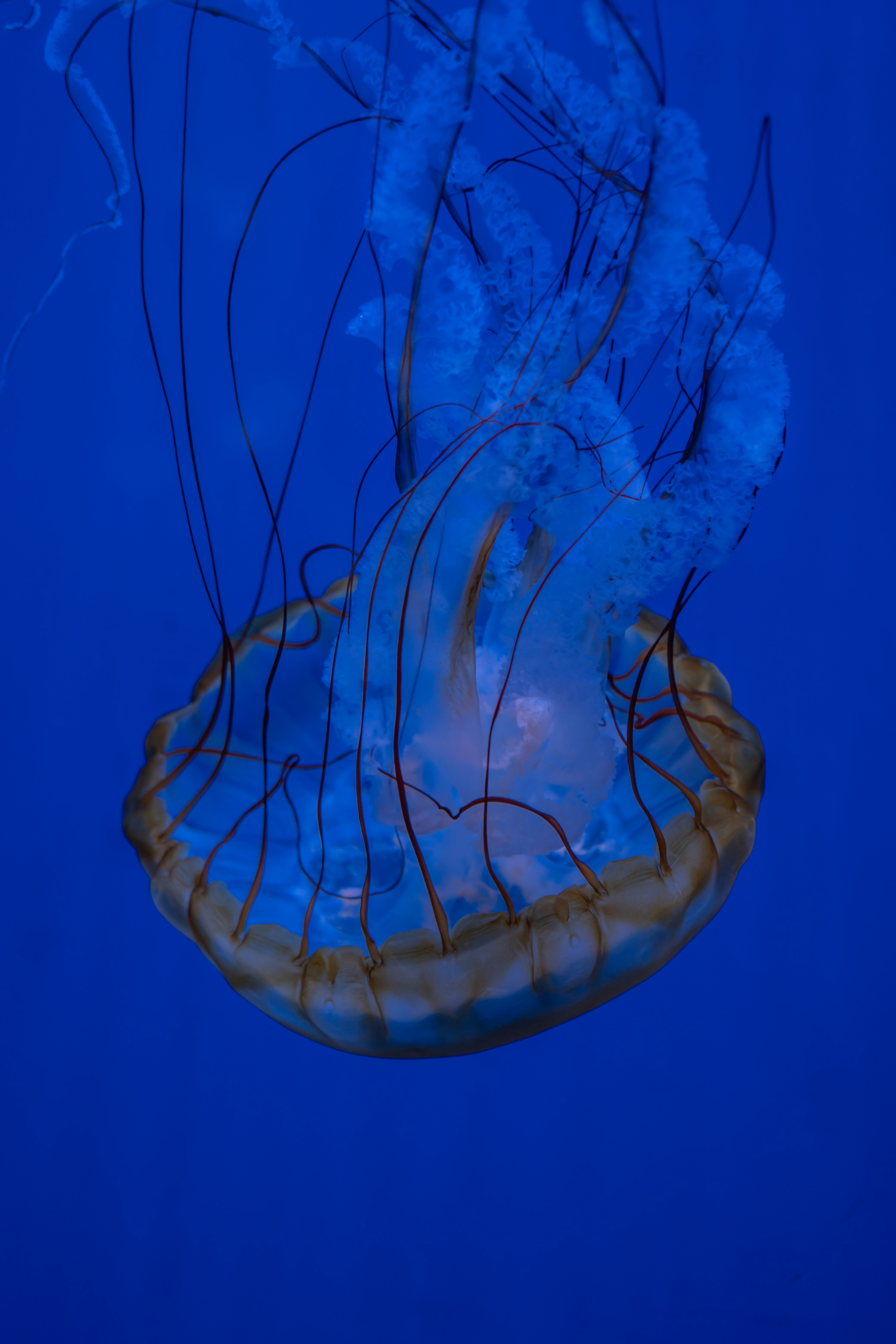 Photo by zhenyao_photo