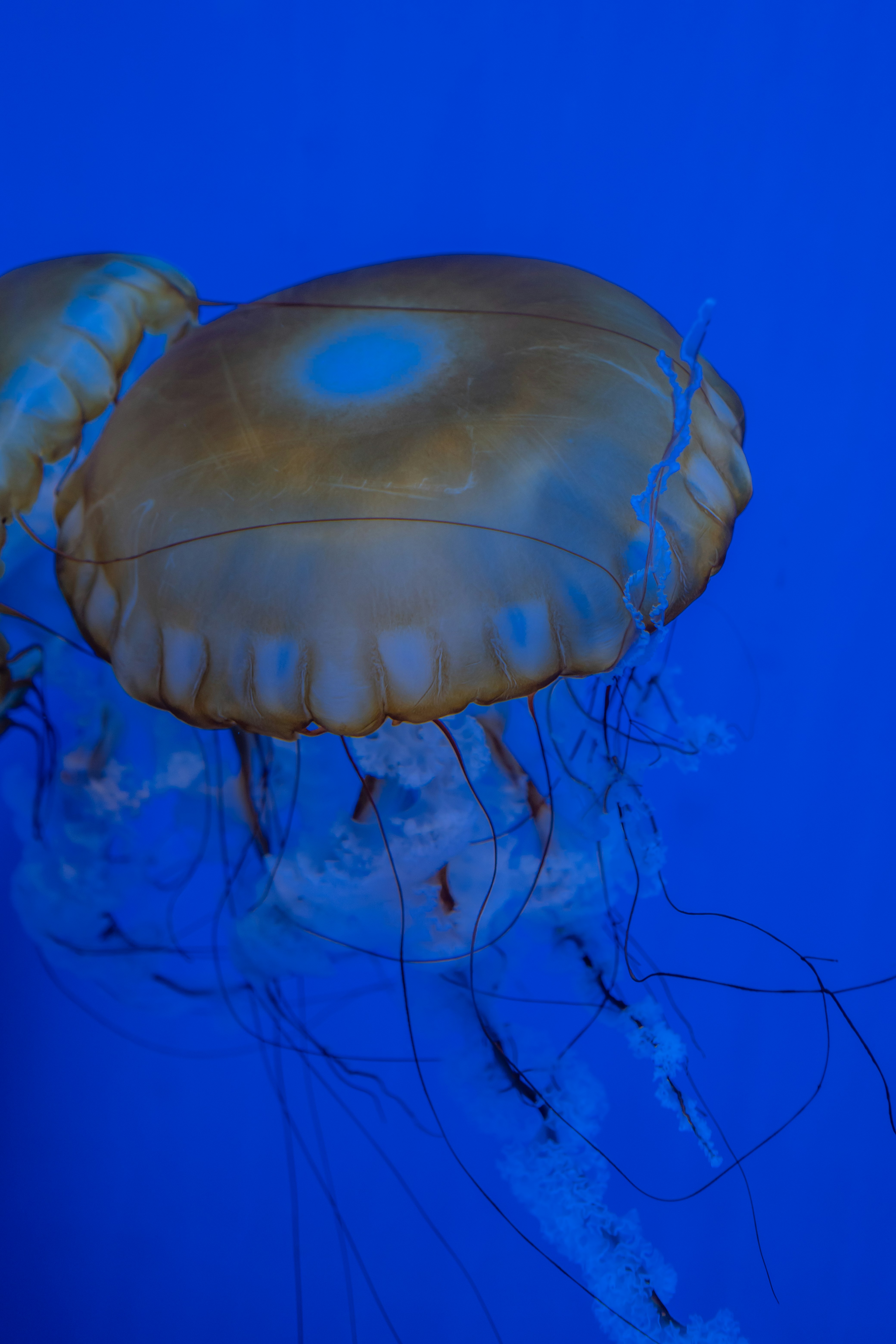 Photo by zhenyao_photo