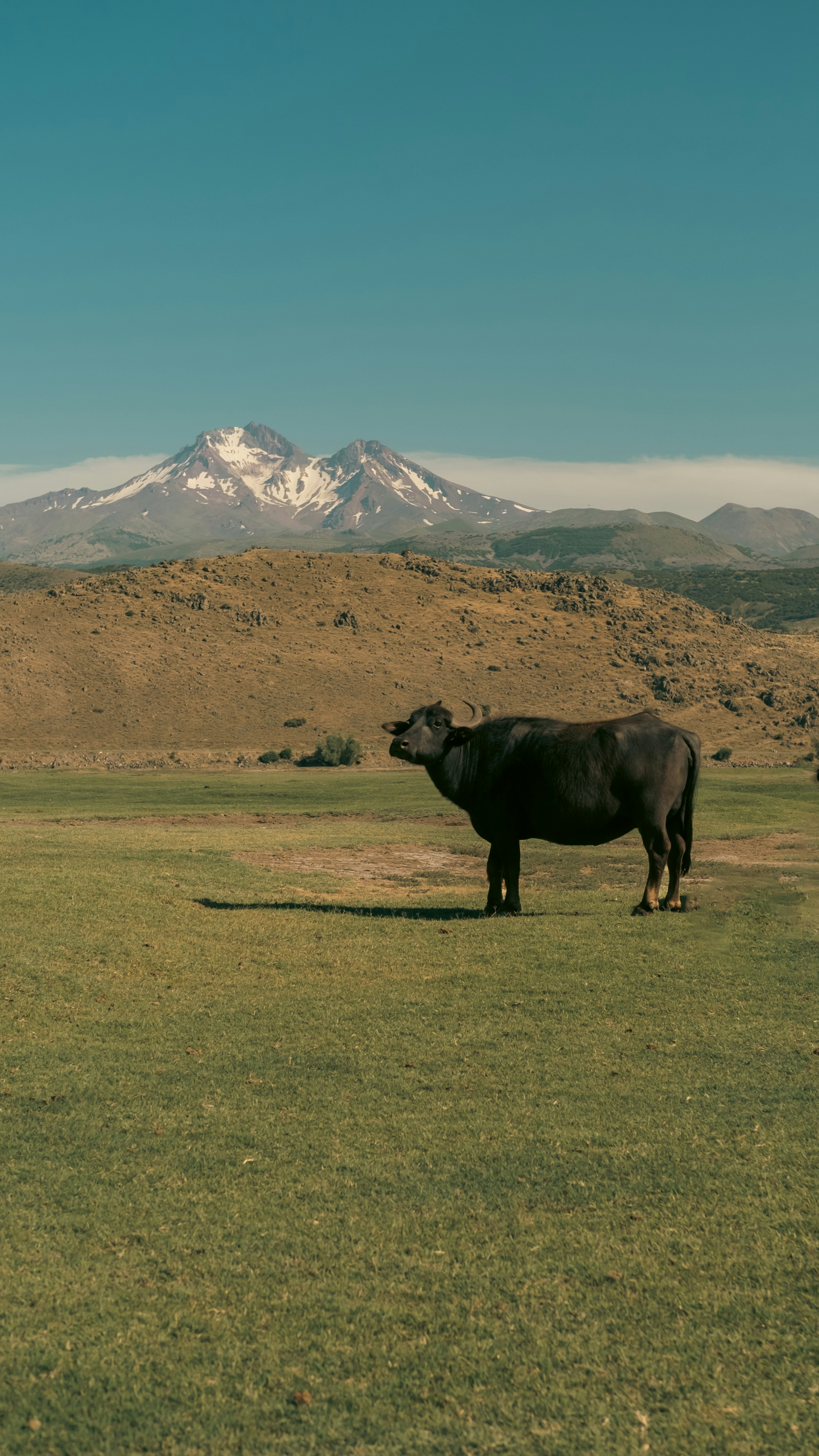 Une vache debout dans un champ avec une montagne en arrière-plan