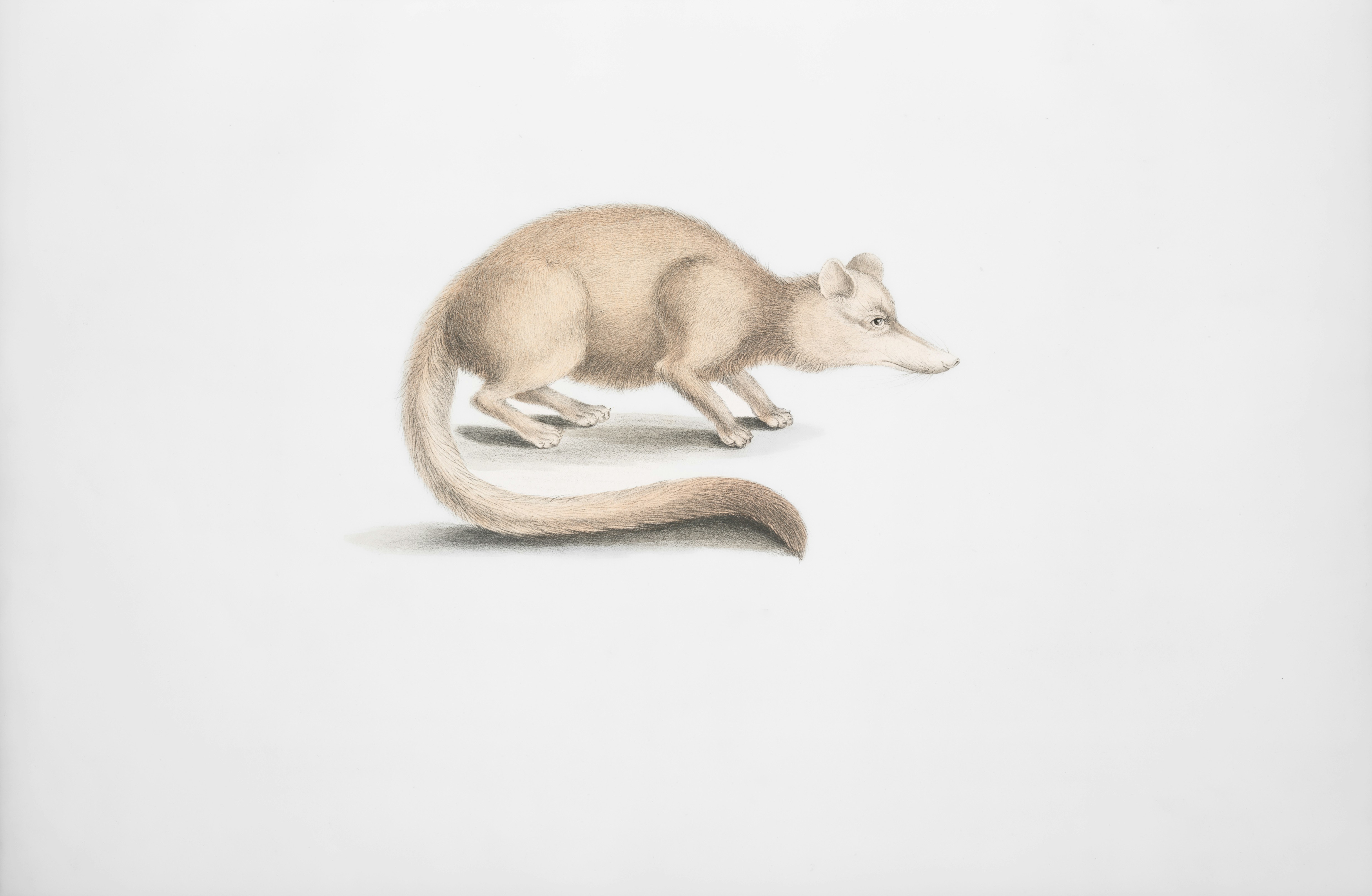 Rare Book Division, The New York Public Library. "Brown long nosed Civet, Viverra? fusca." The New York Public Library Digital Collections. 1830 - 1834. https://digitalcollections.nypl.org/items/510d47da-9edd-a3d9-e040-e00a18064a99