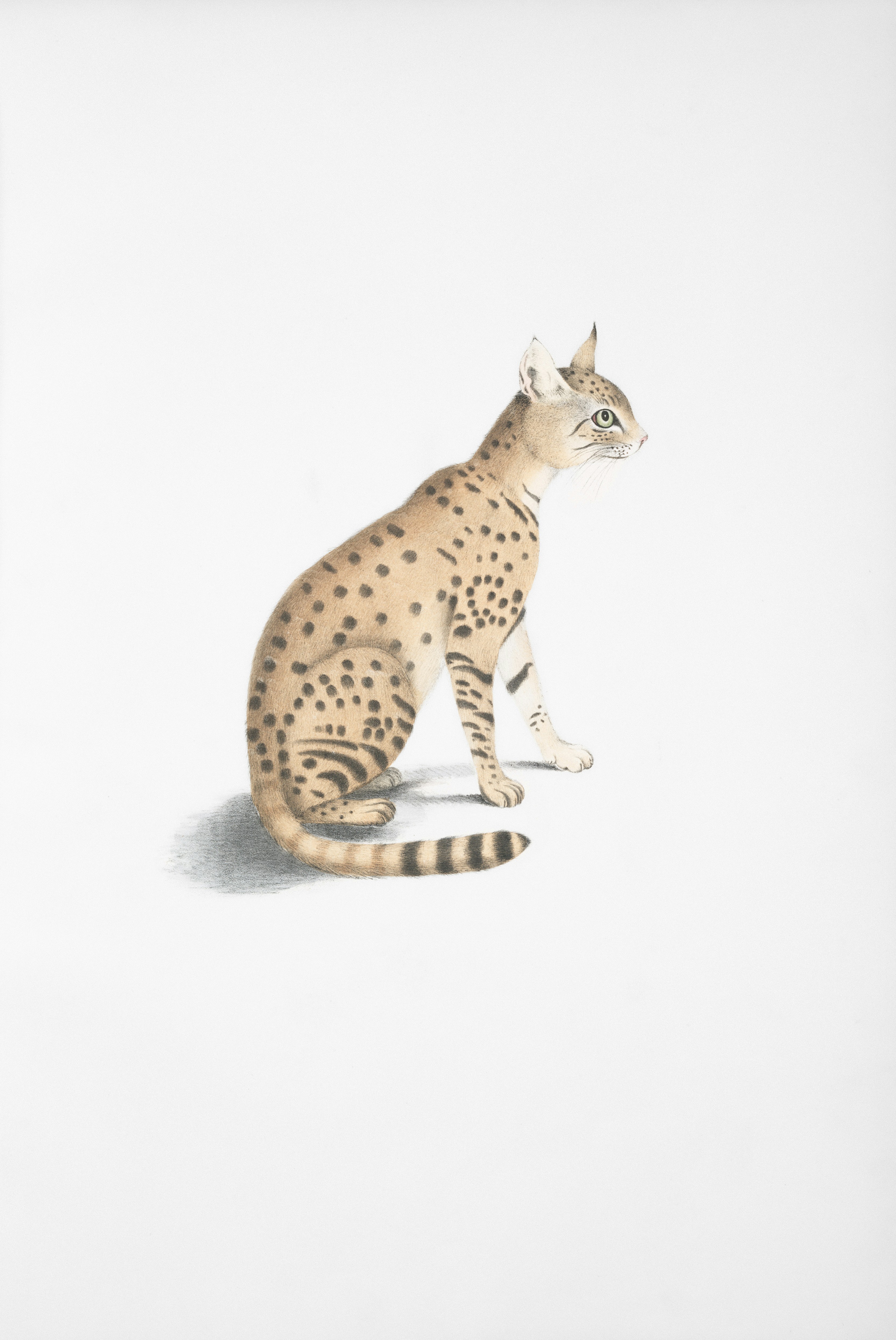 A spotted cat sitting on a white background.
