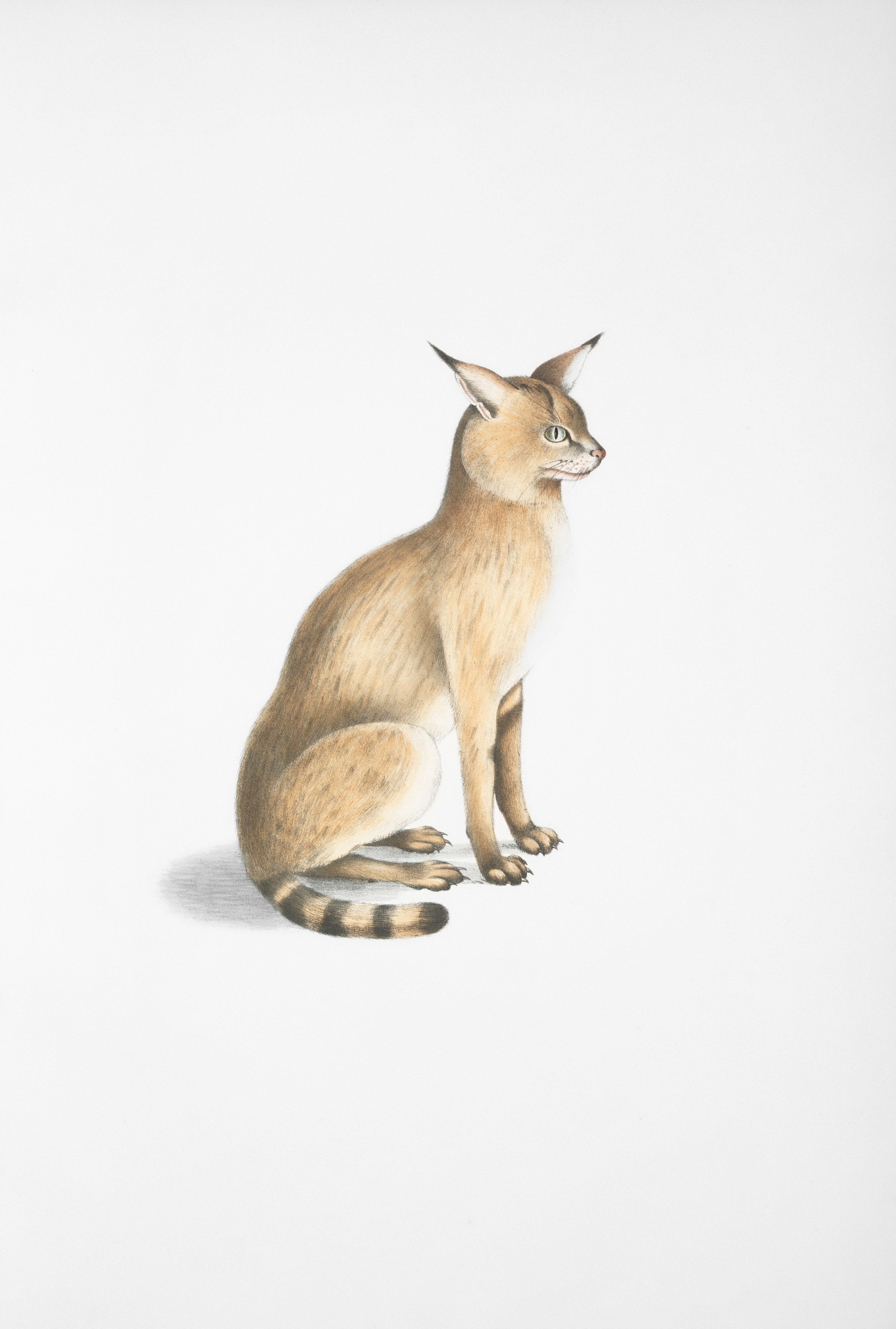 A tan wild cat with tufted ears sits facing right.