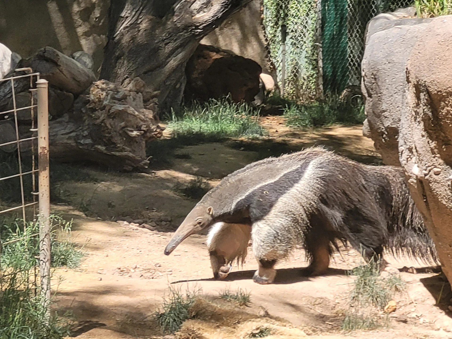 A couple of animals that are standing in the dirt