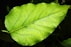 A close up of a green leaf on a tree