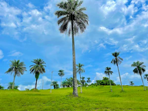 A palm tree in a grassy field under a blue sky