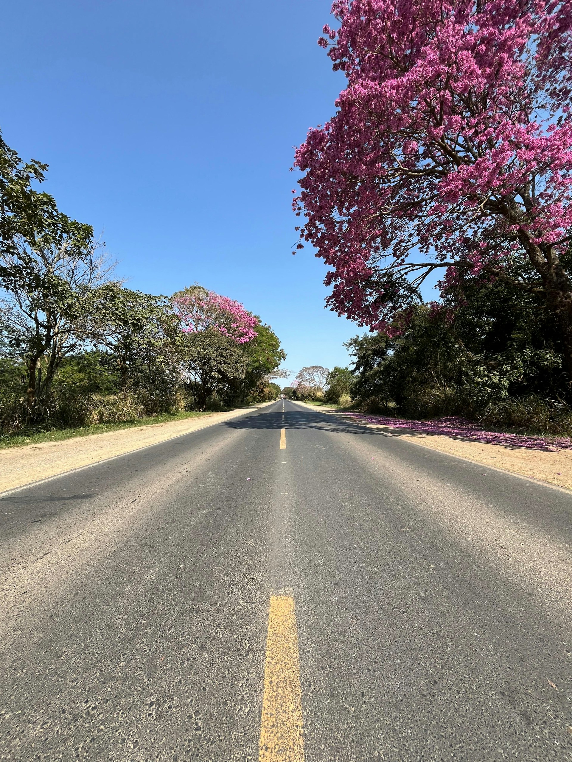 A street with a line of trees in the middle of it