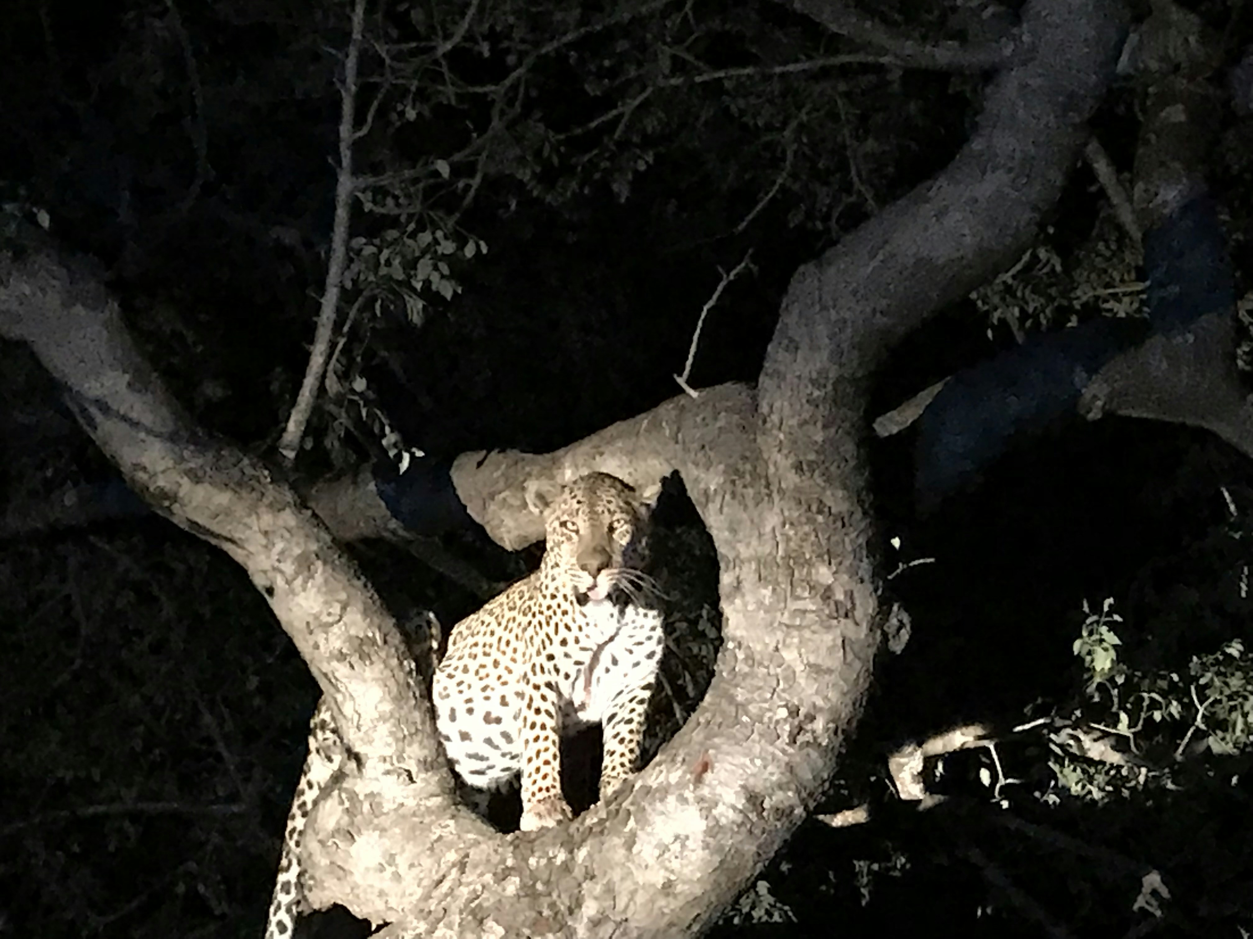 Leopard perched on dark tree branch at dusk, spotted coat visible, deep shadow background, glowing amber eyes