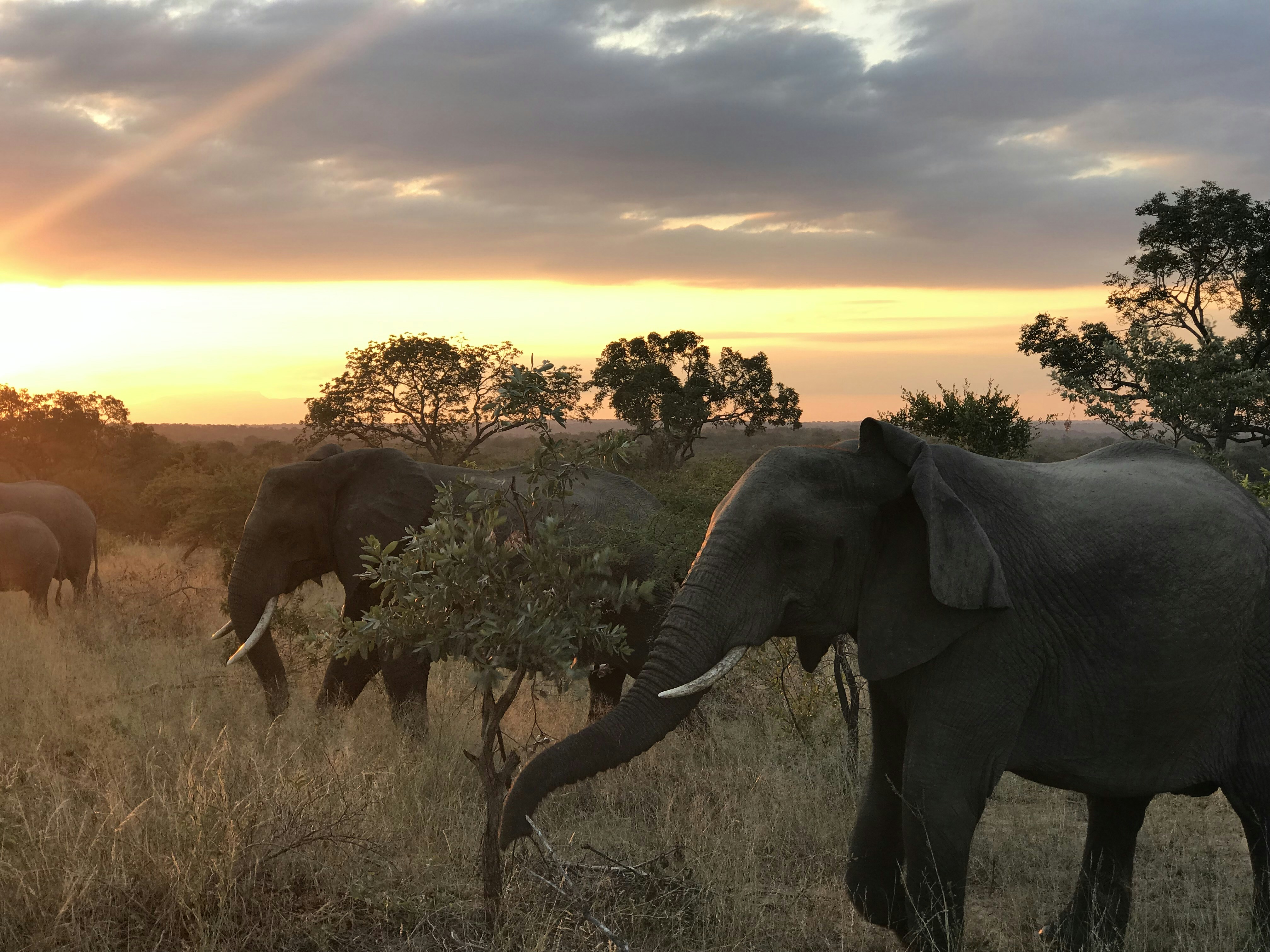 Elephants crossing golden savannah at sunset, warm amber light, bright airy open sky