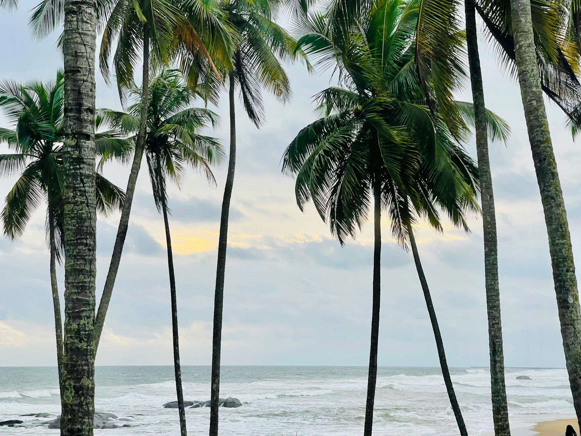 A couple of people sitting on a bench under palm trees