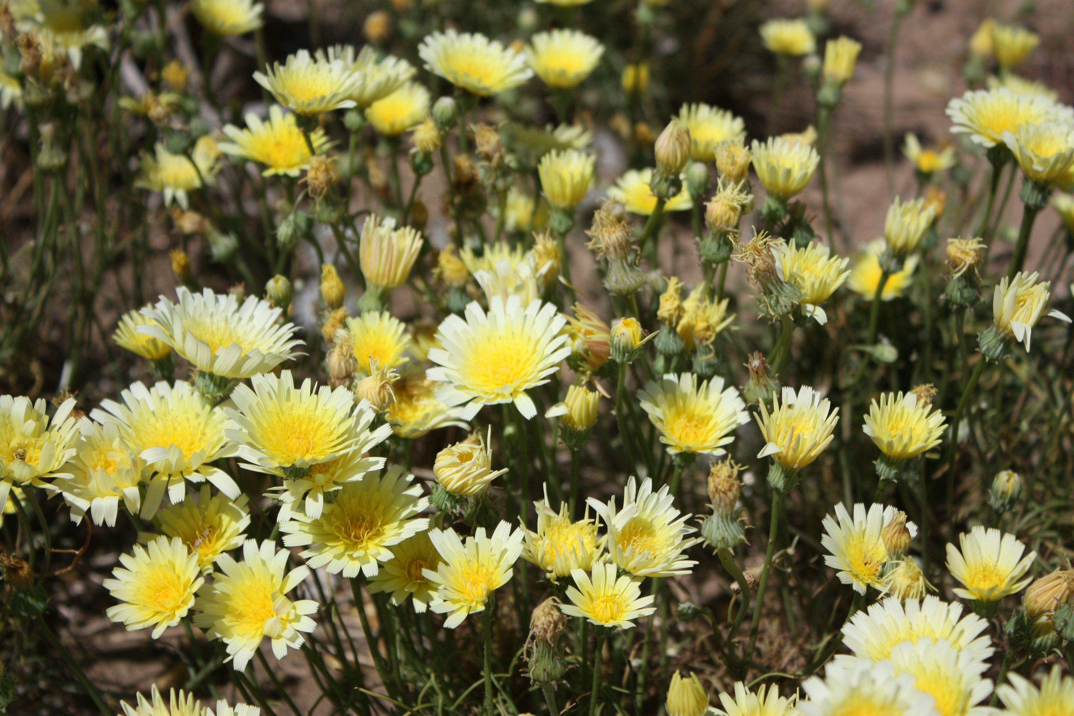 A bunch of yellow flowers in a field