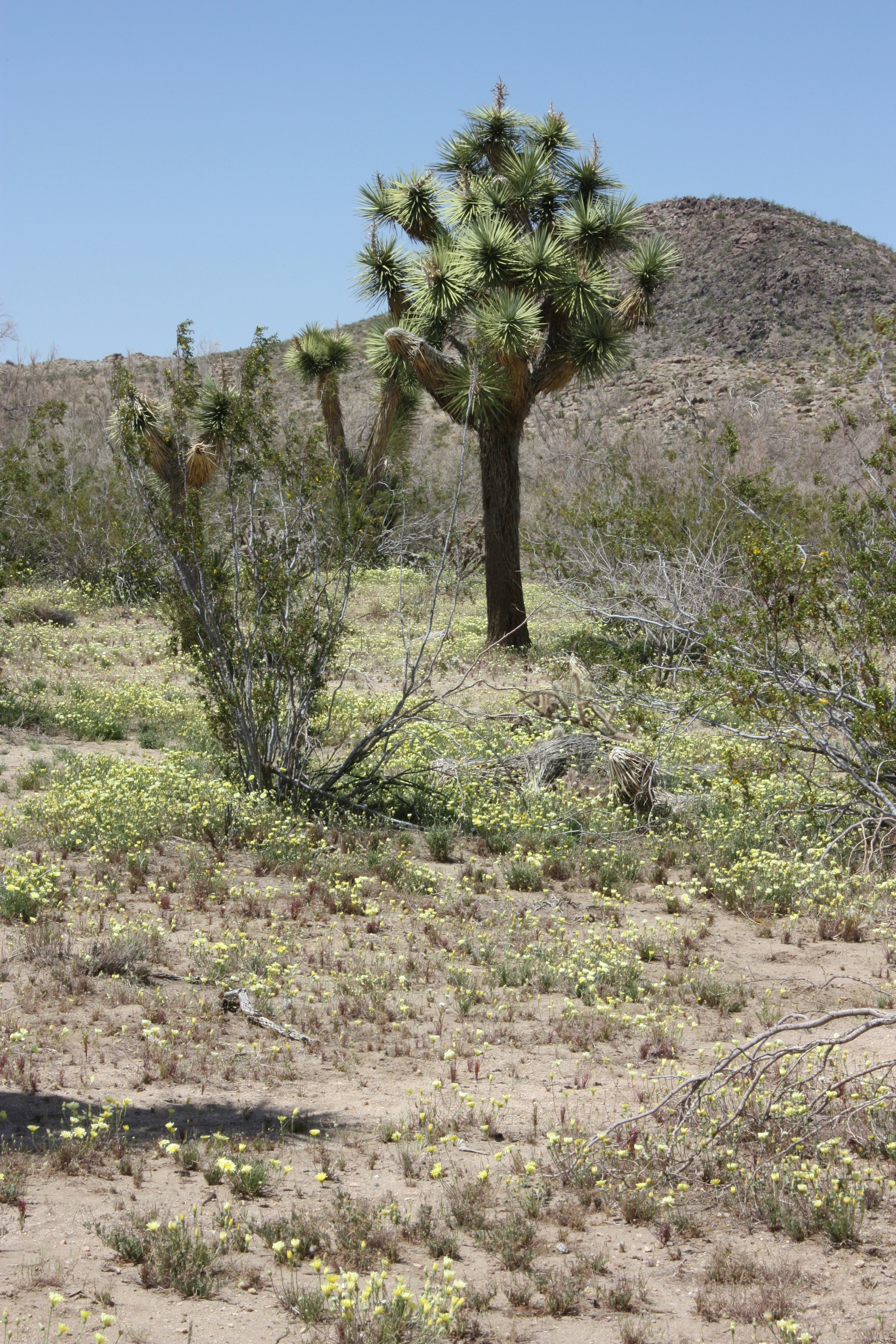 A man riding a horse through a desert