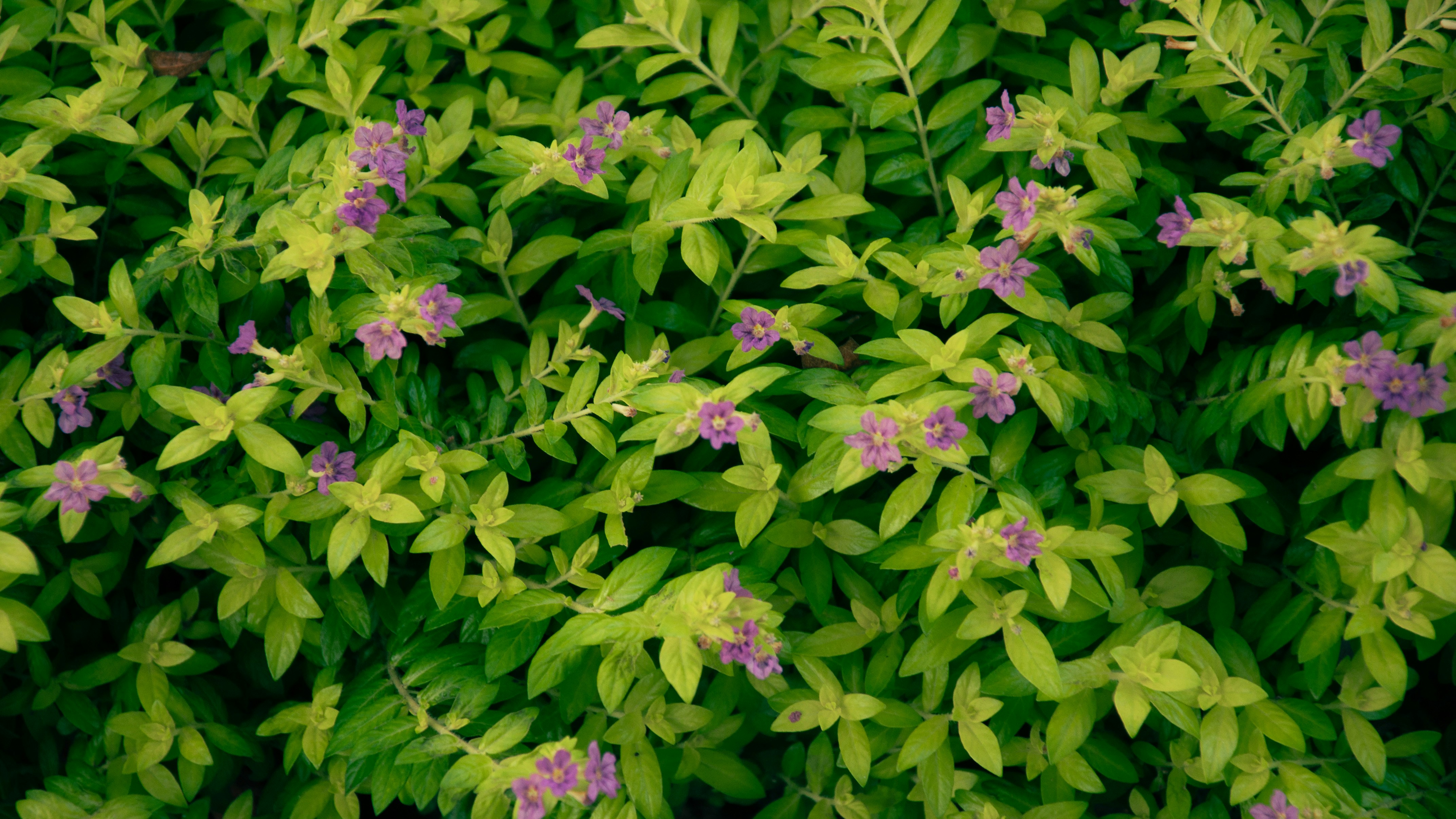 Photo by nilepereiraa