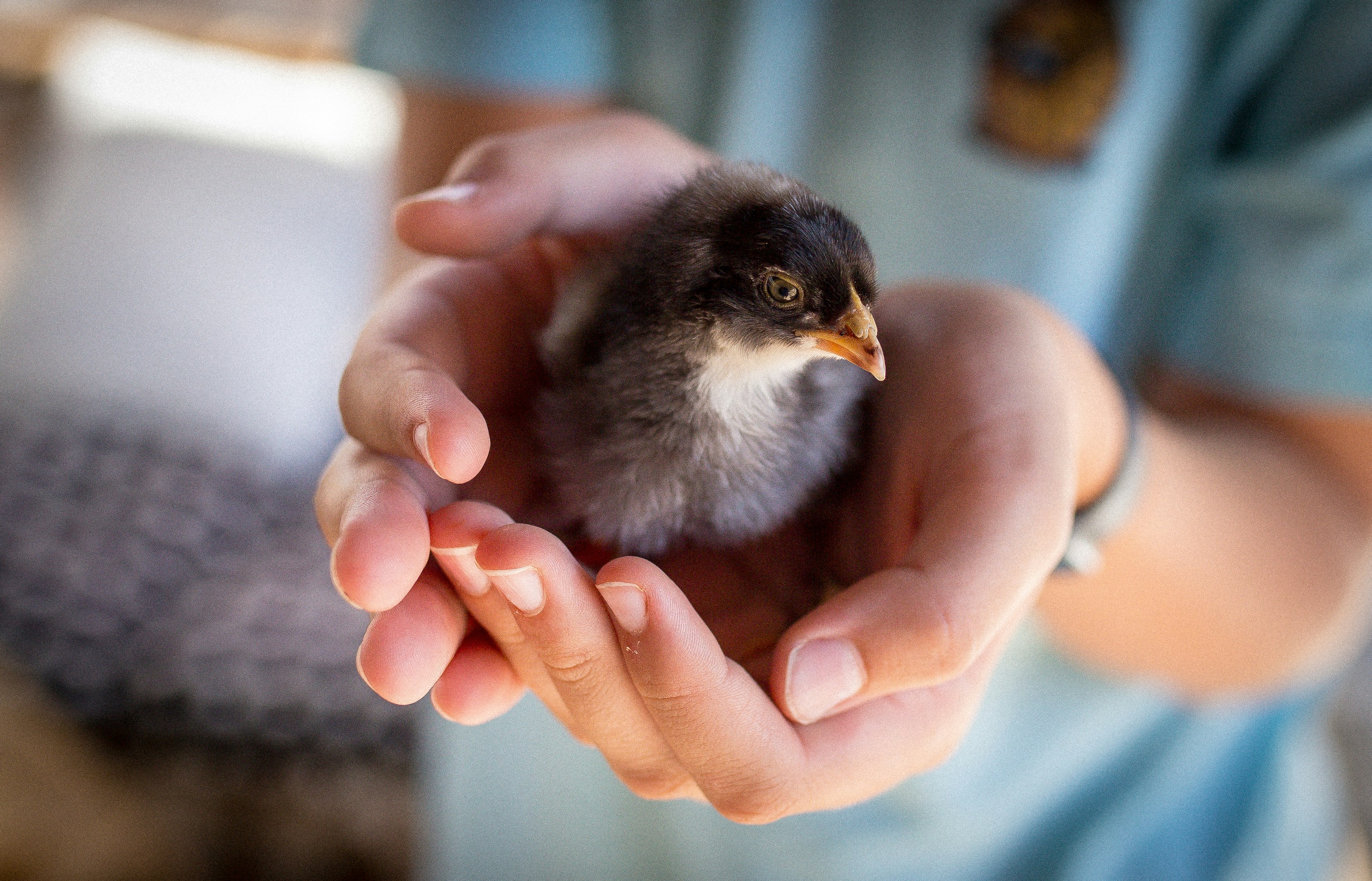 A person holding a small bird in their hands