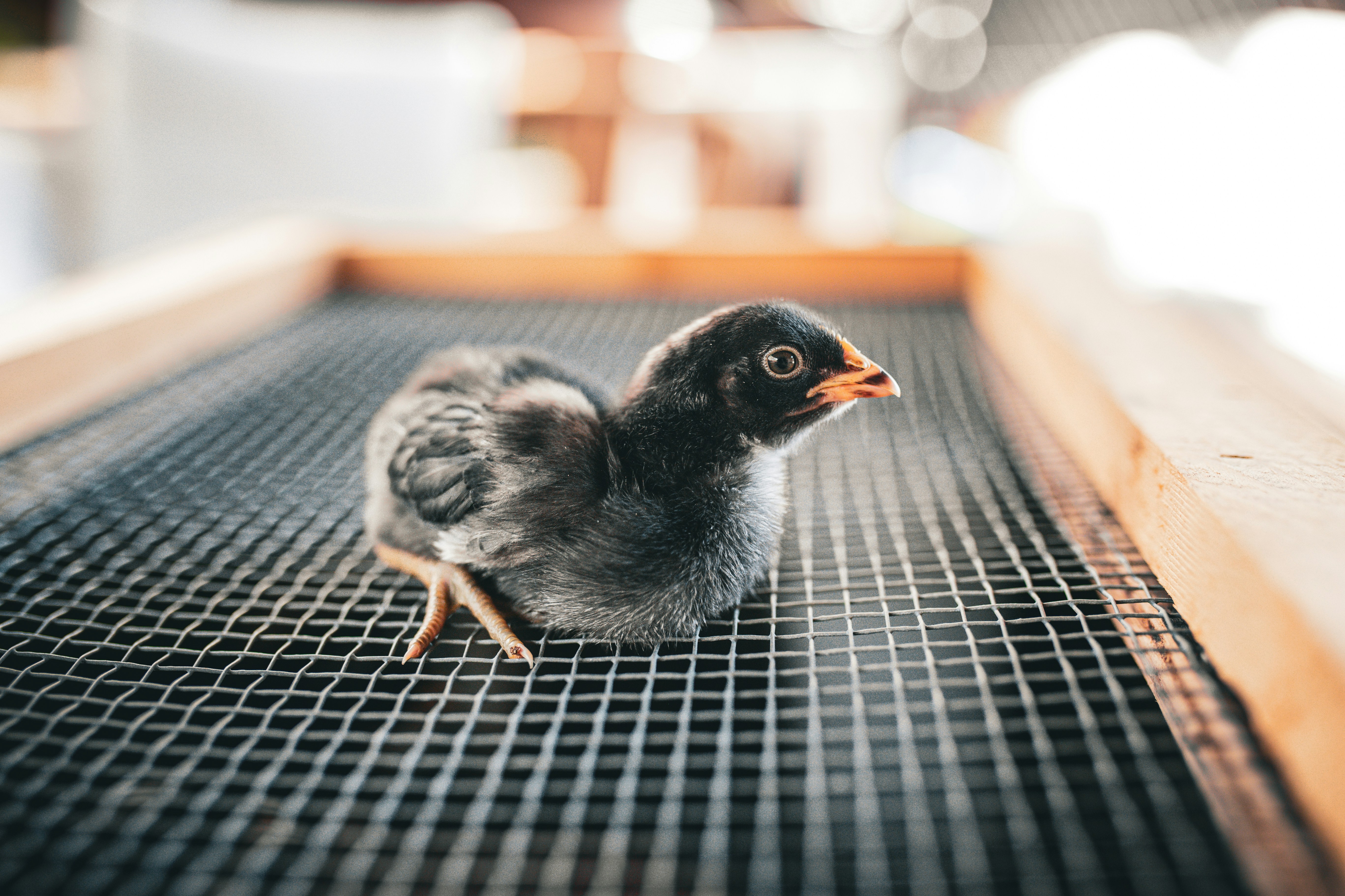A small bird sitting on top of a floor