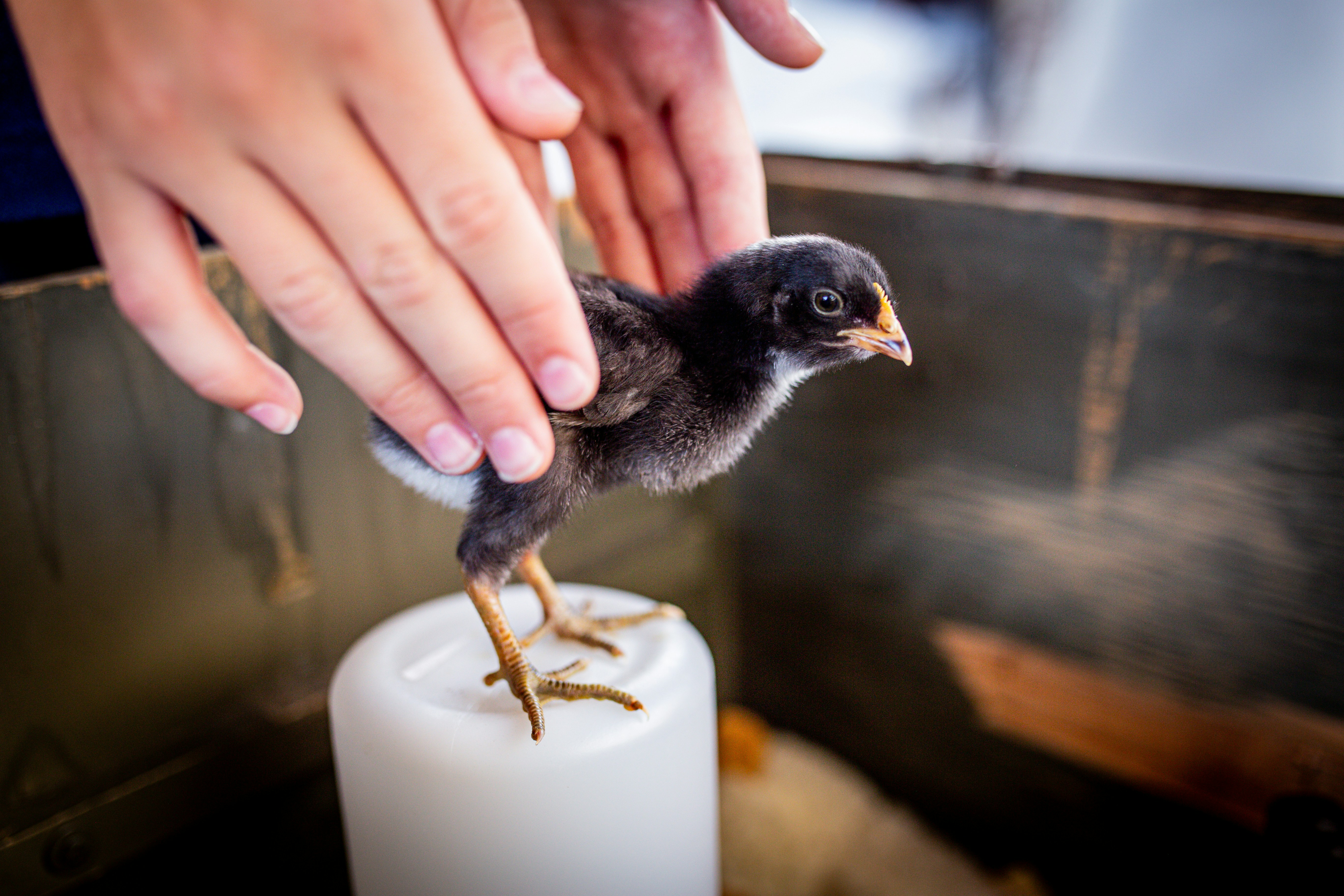 A small bird sitting on top of a white pillar