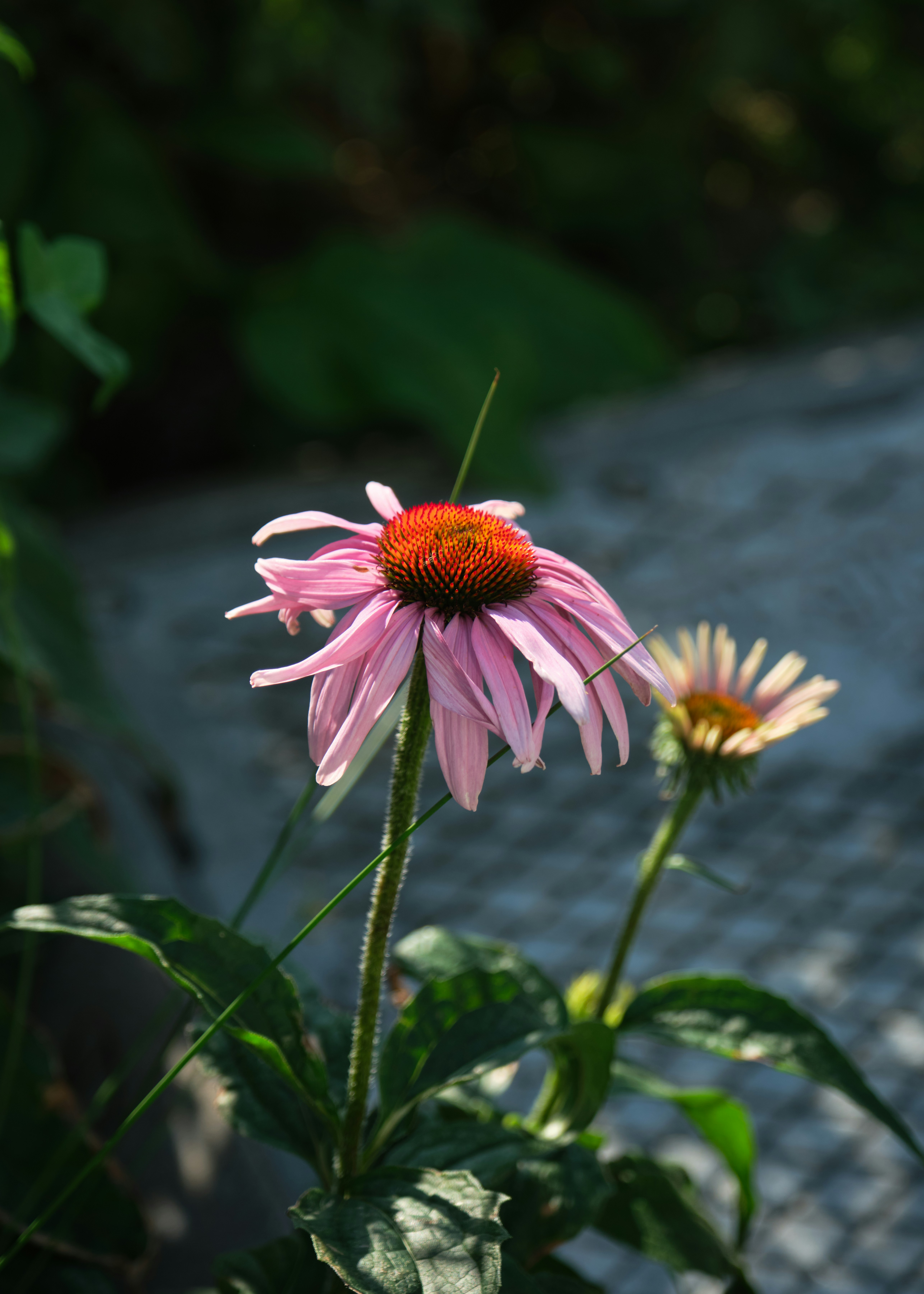 A pink flower with a red center in a garden