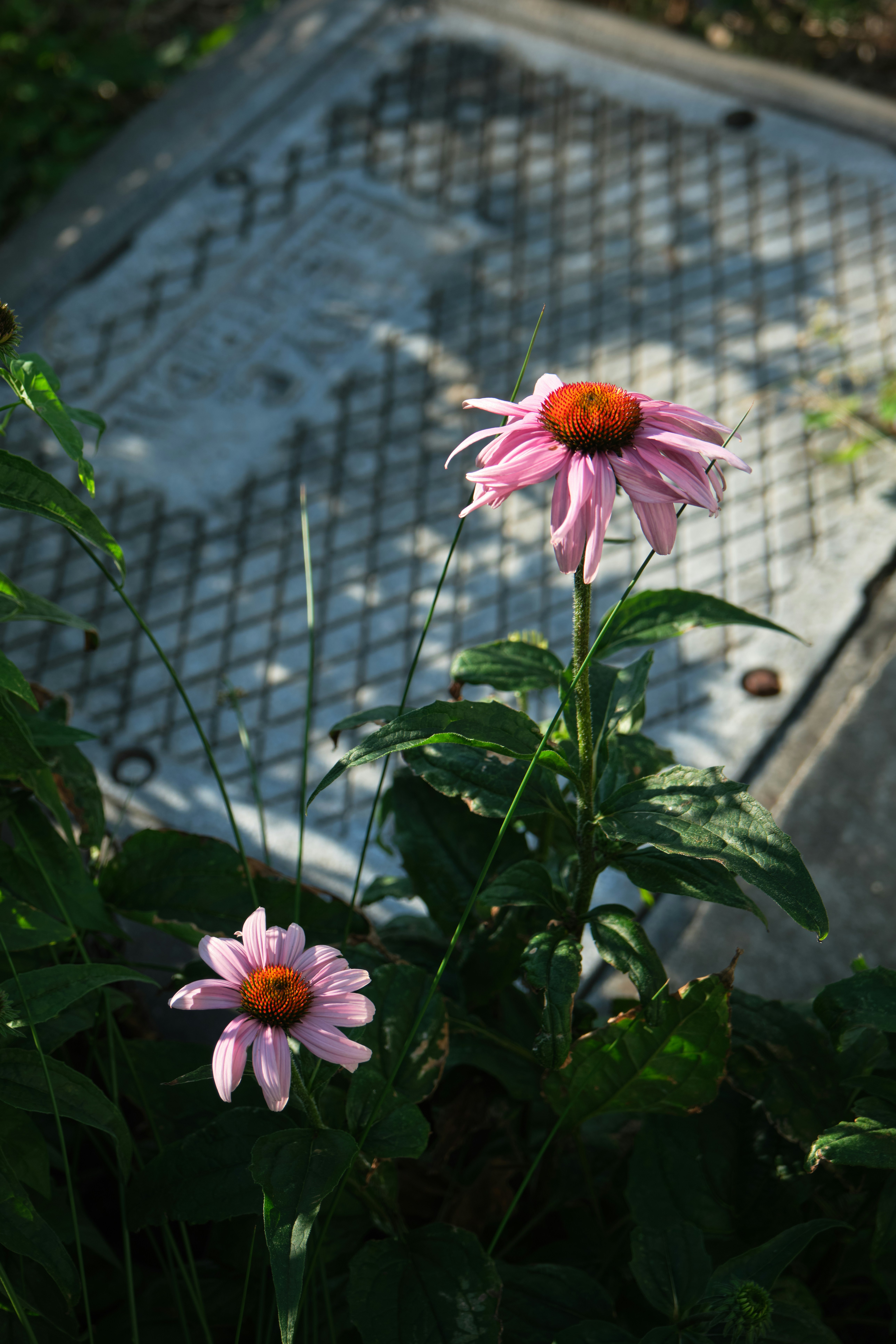 A couple of pink flowers sitting next to each other